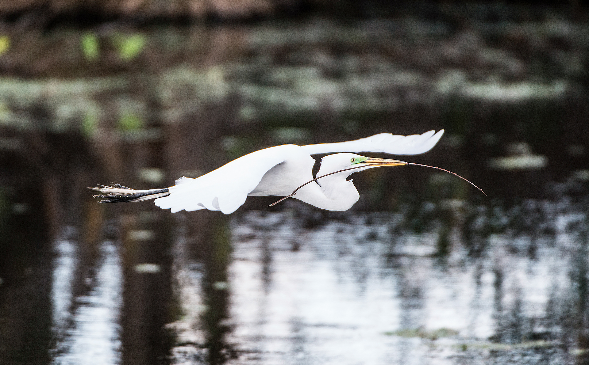 Great Egret