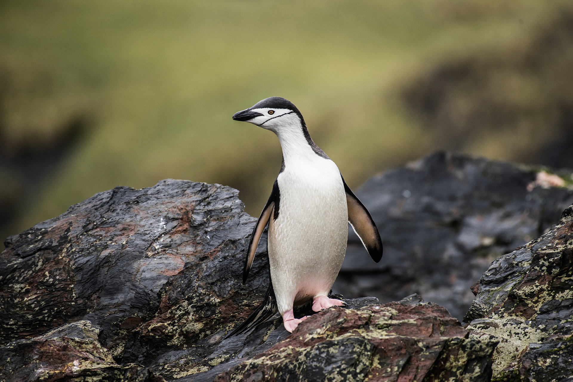 Chin Strap Penguin Cooper Bay S. Georgia Island
