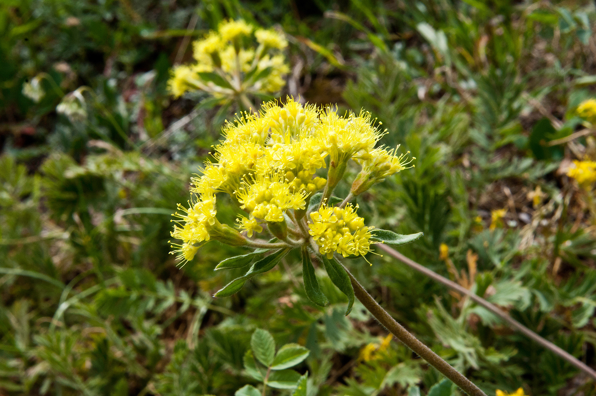 Yellow Buckwheat (Eriogonum flavum)