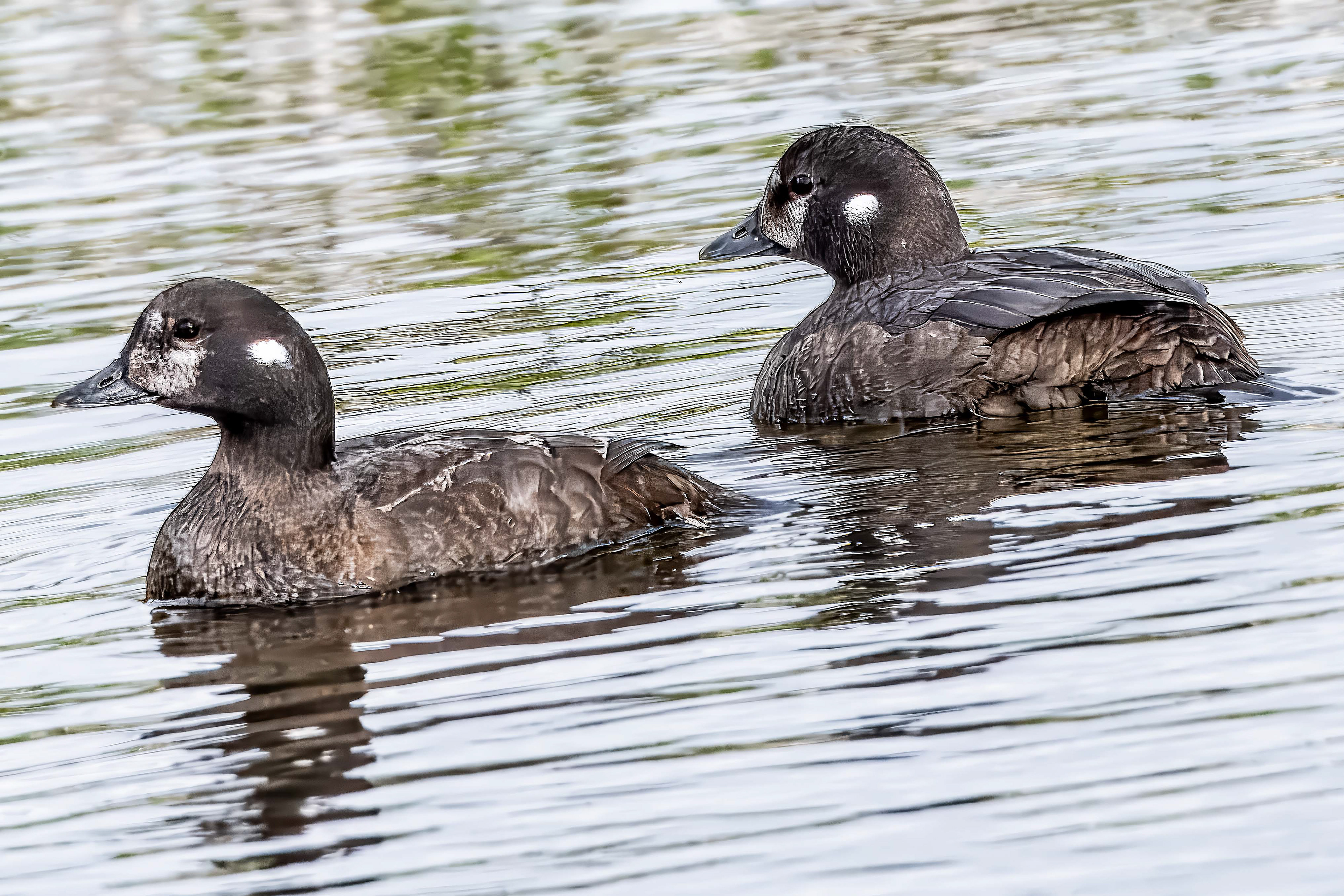 Harlequin Duck Female