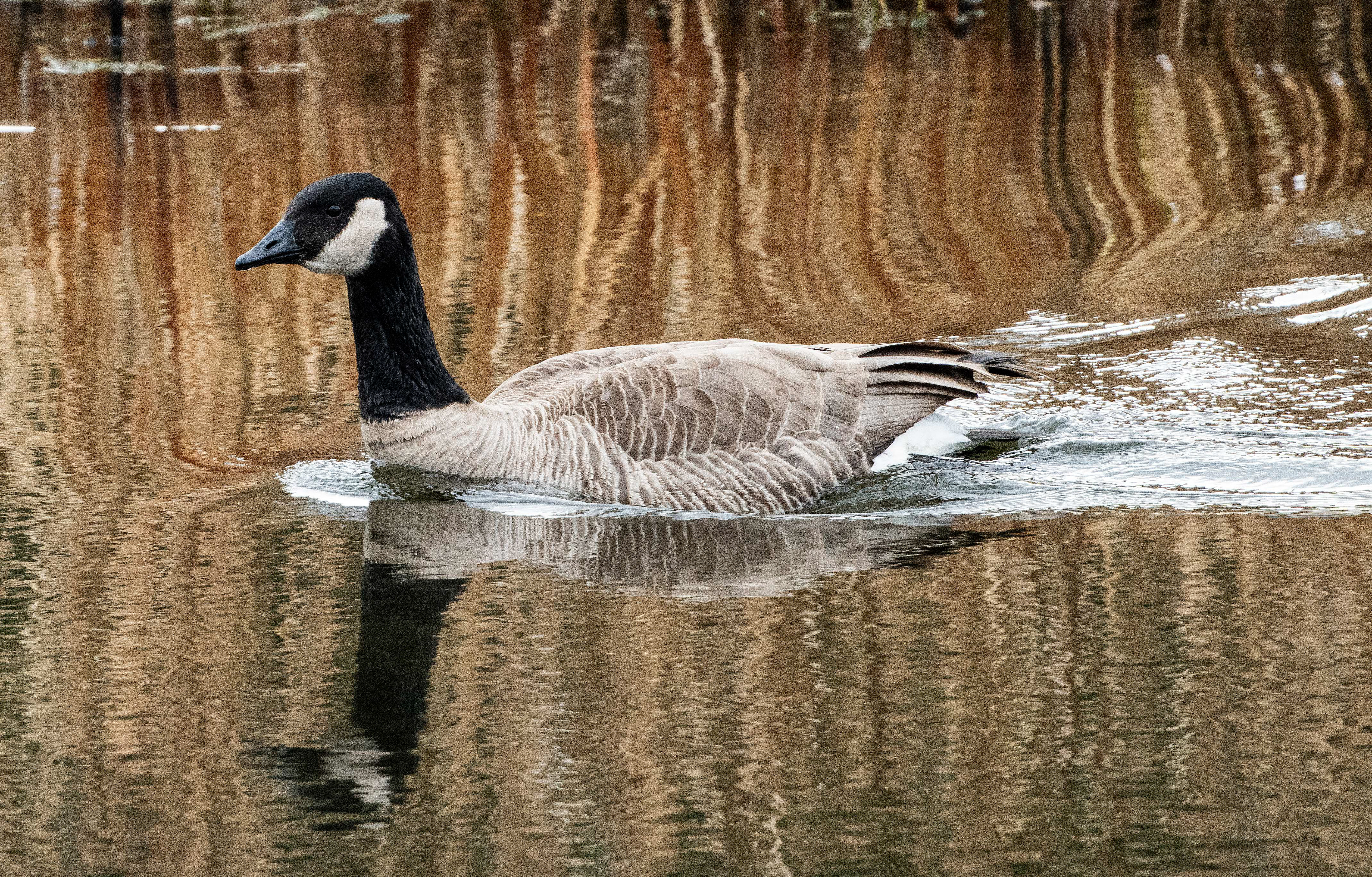 Canada Goose