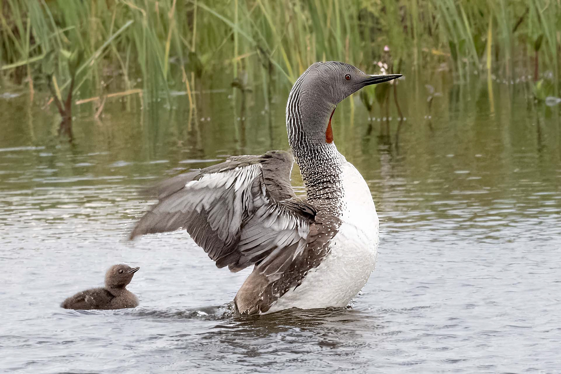 Red Throated Diver (Loon)