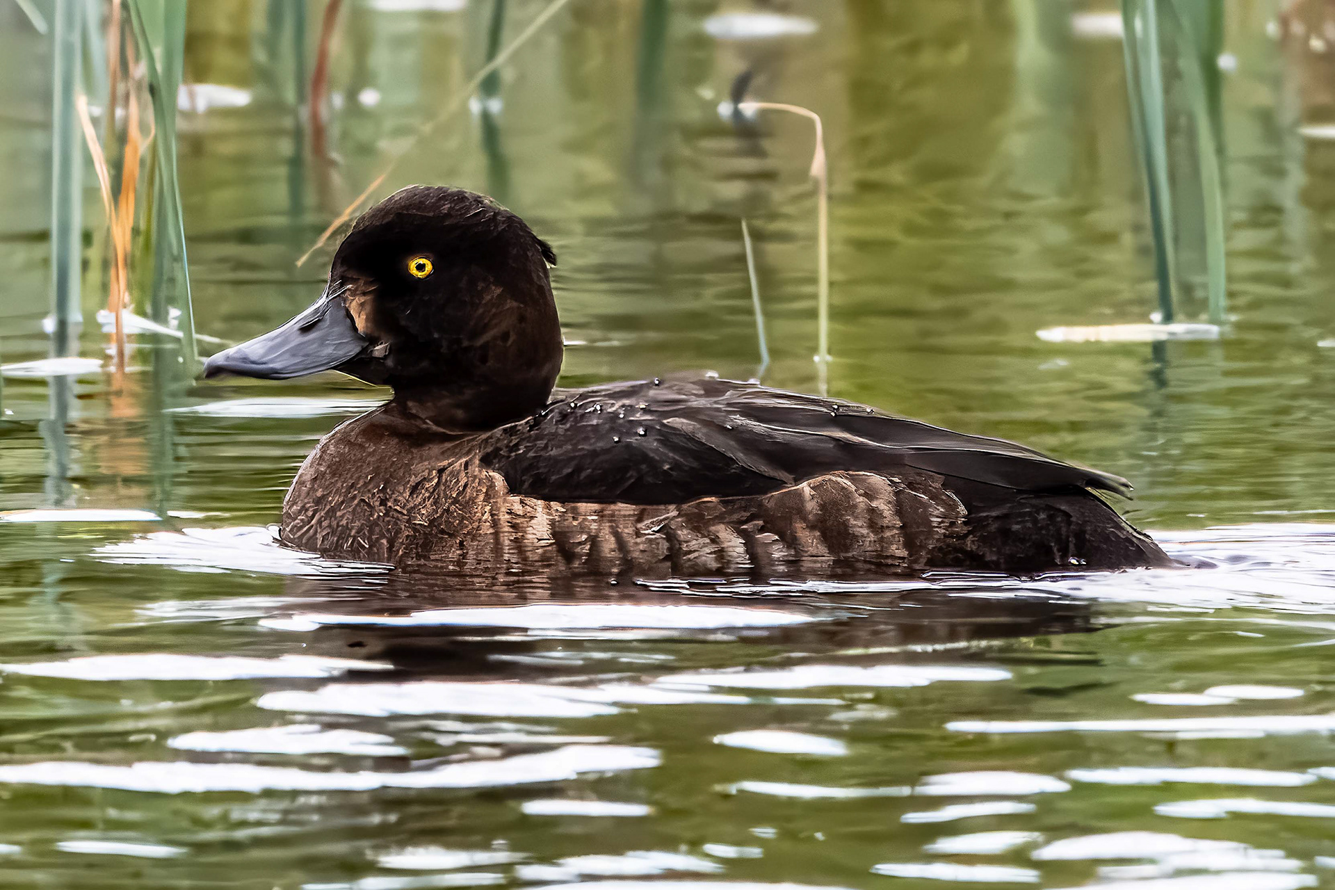 Tufted Duck Female