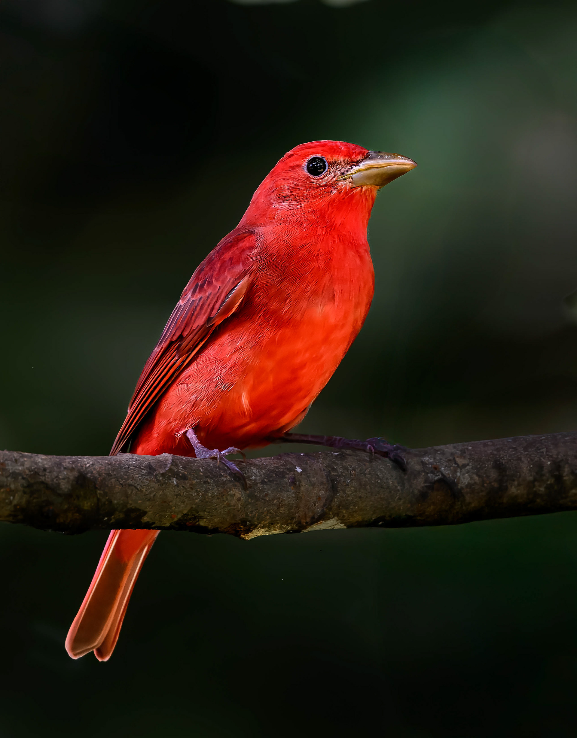 Summer Tanager
