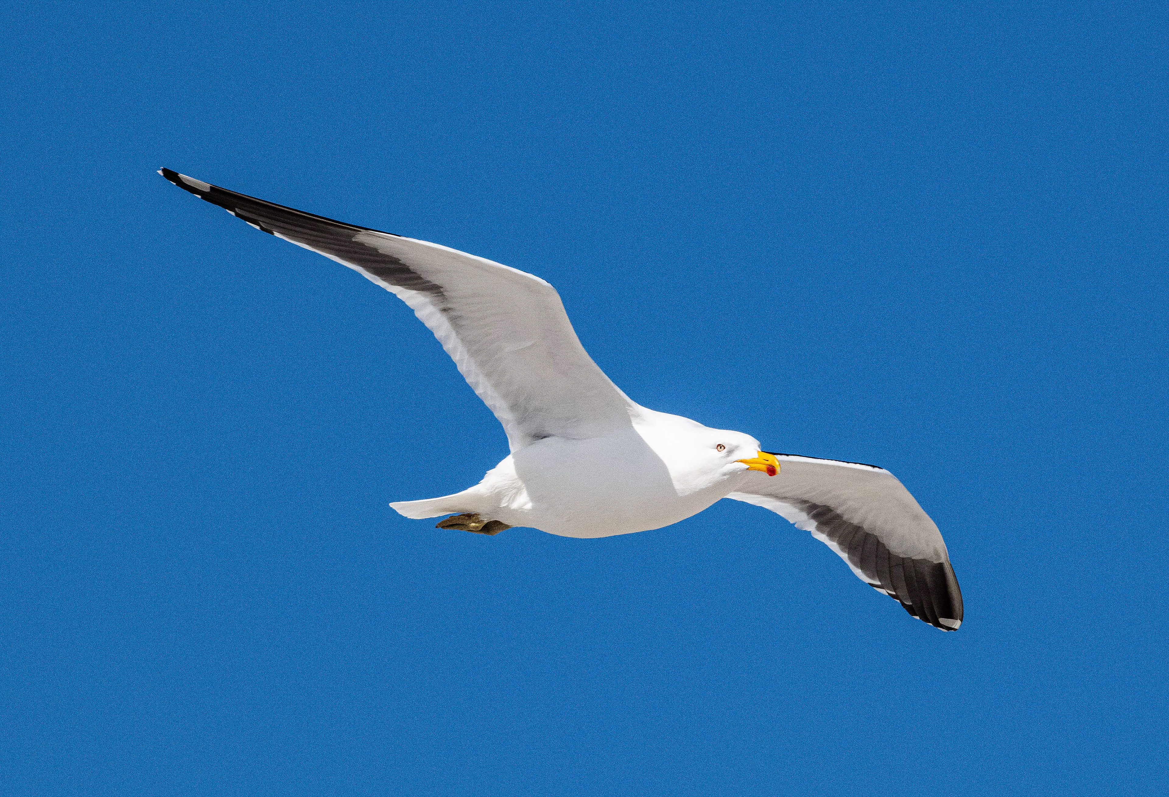 Kelp Gull