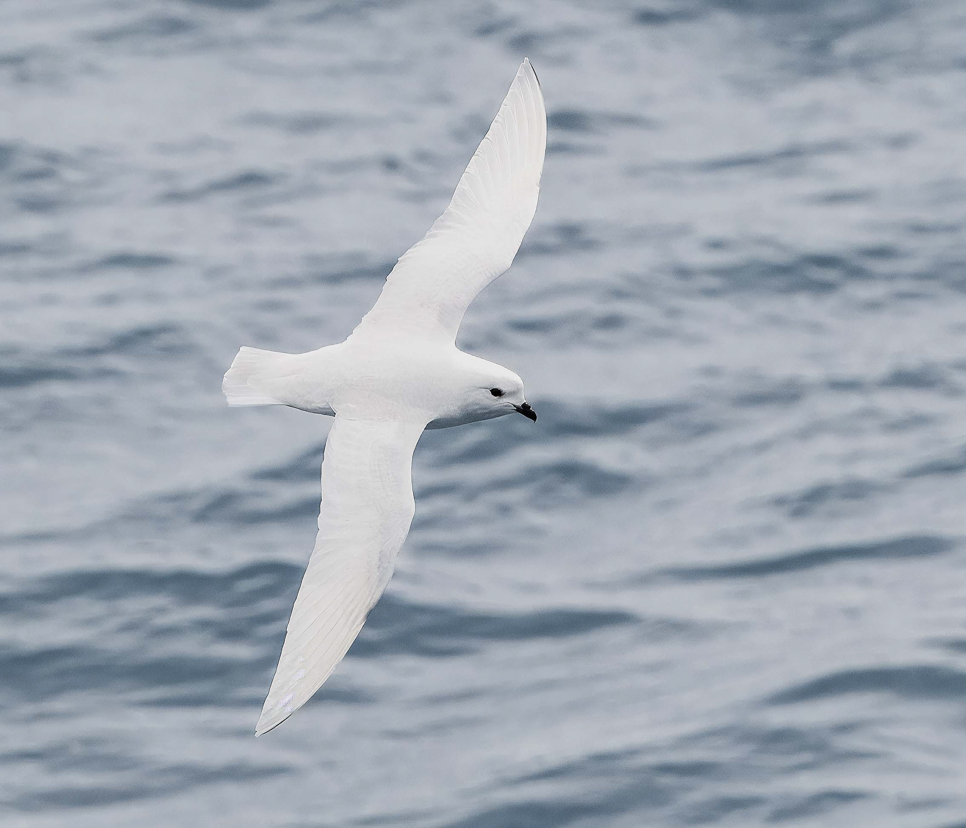 Snow Petrel