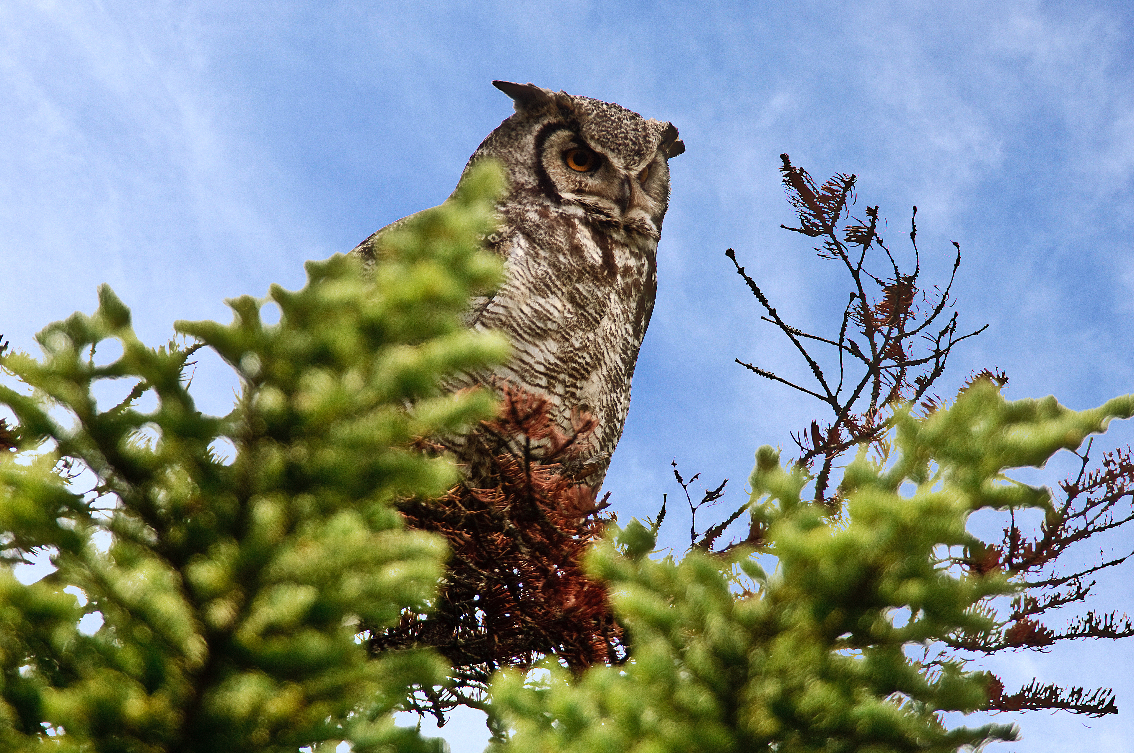 Great Horned Owl