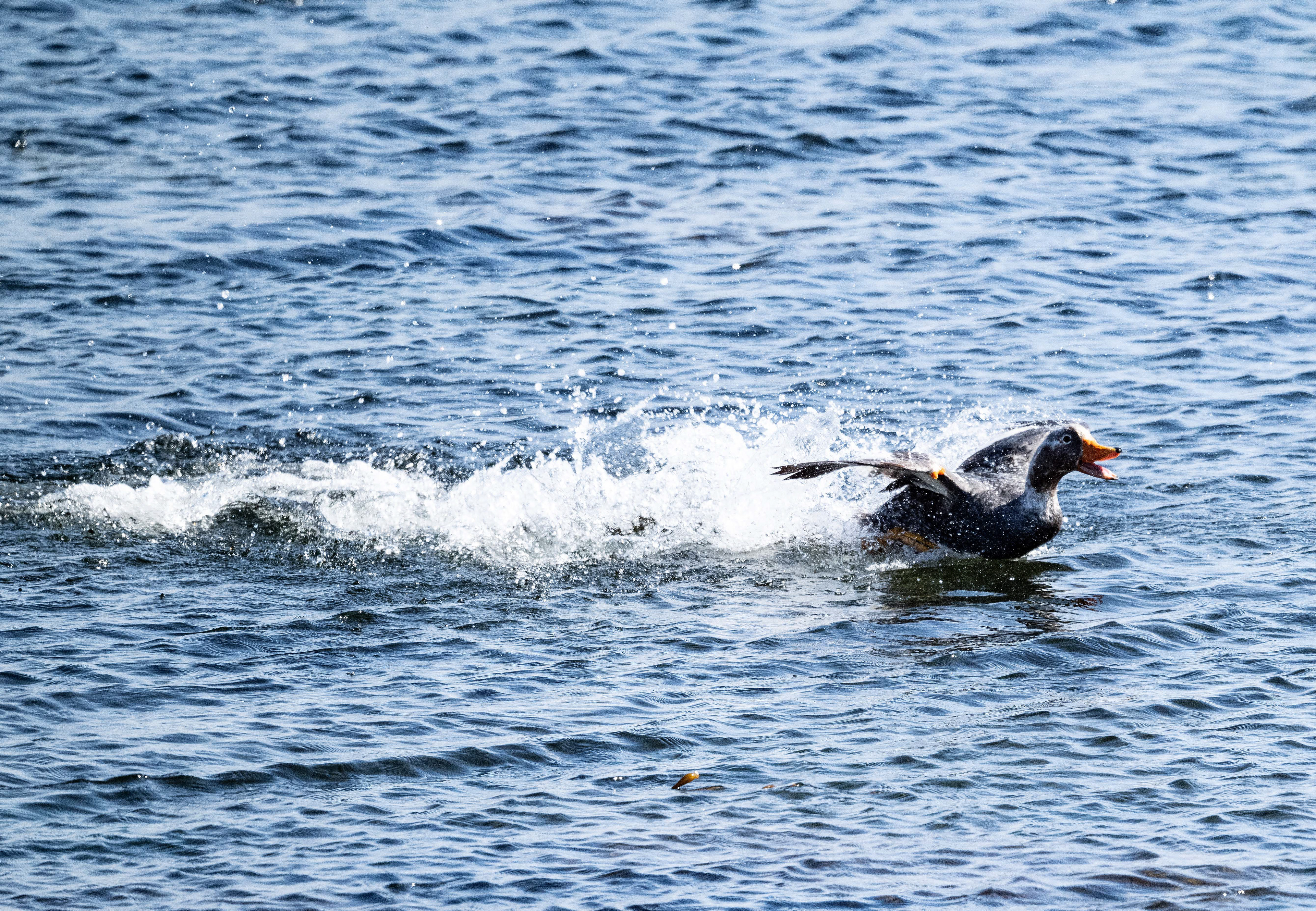 Falkland Stesmer Duck