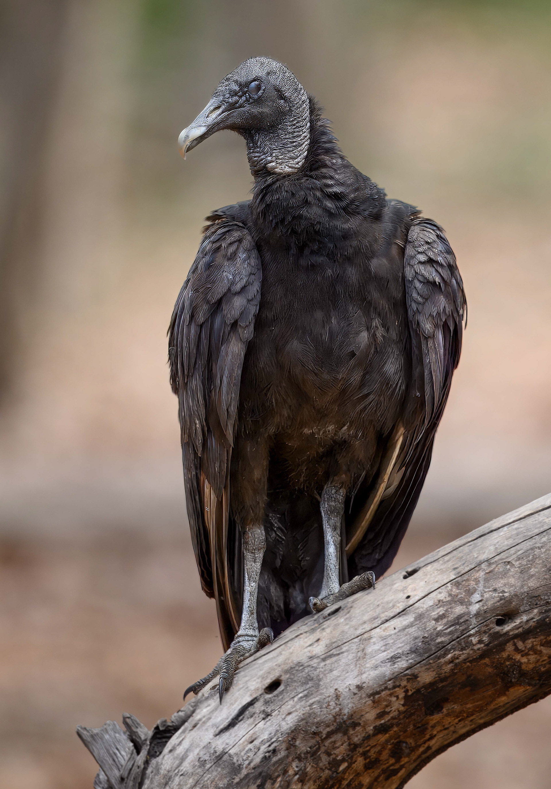 Black Vulturre