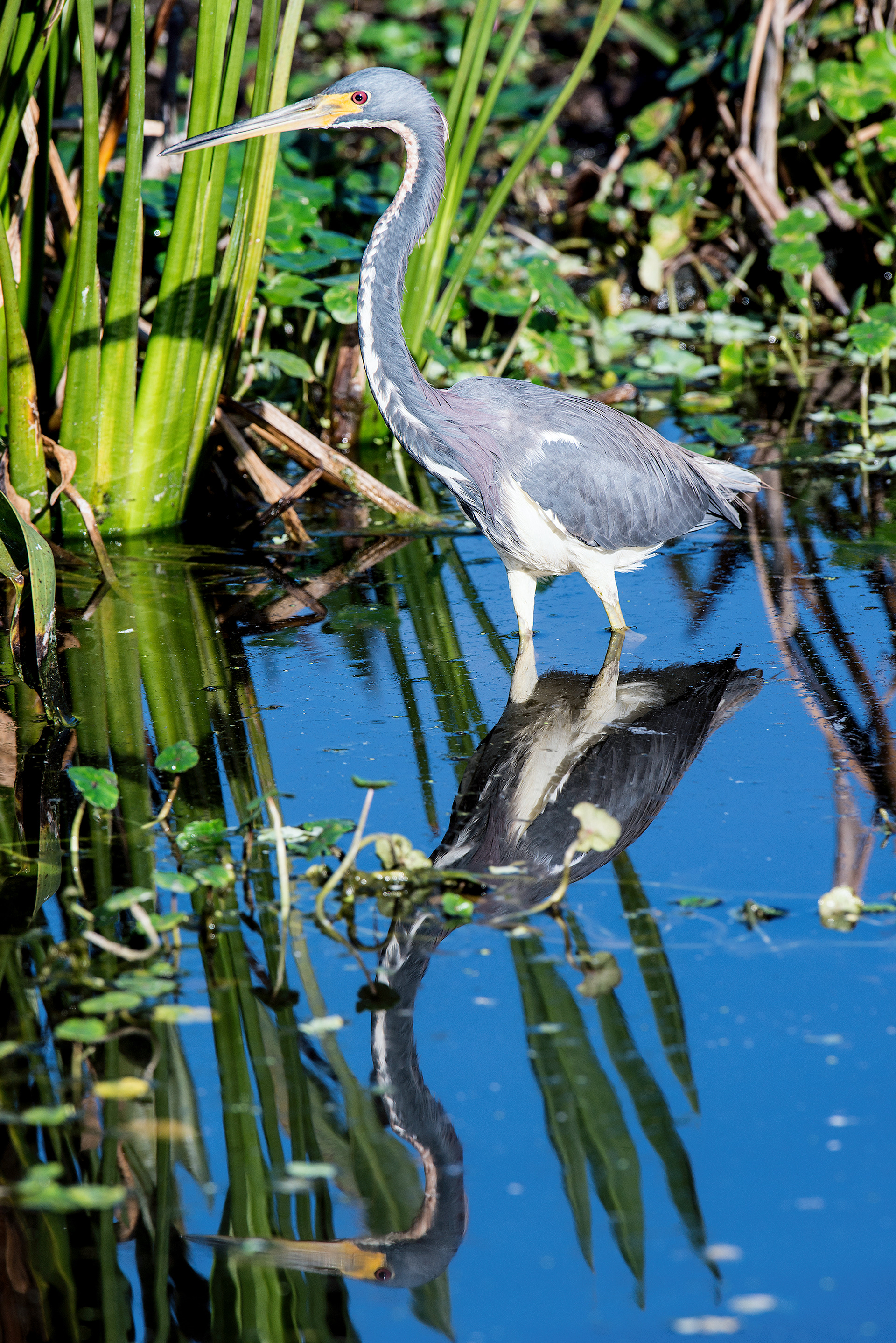 Tricolored Heron