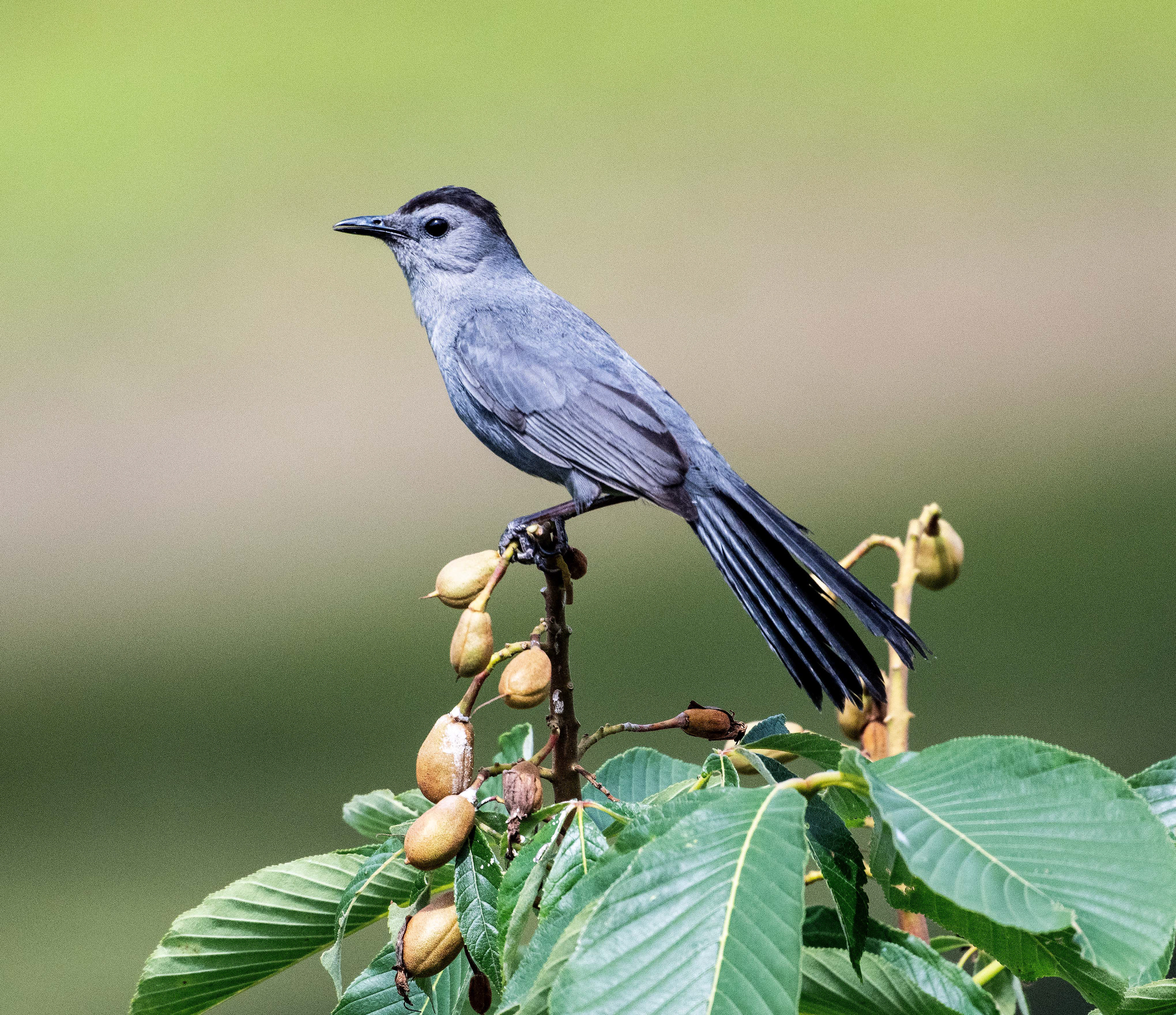 Gray Catbird