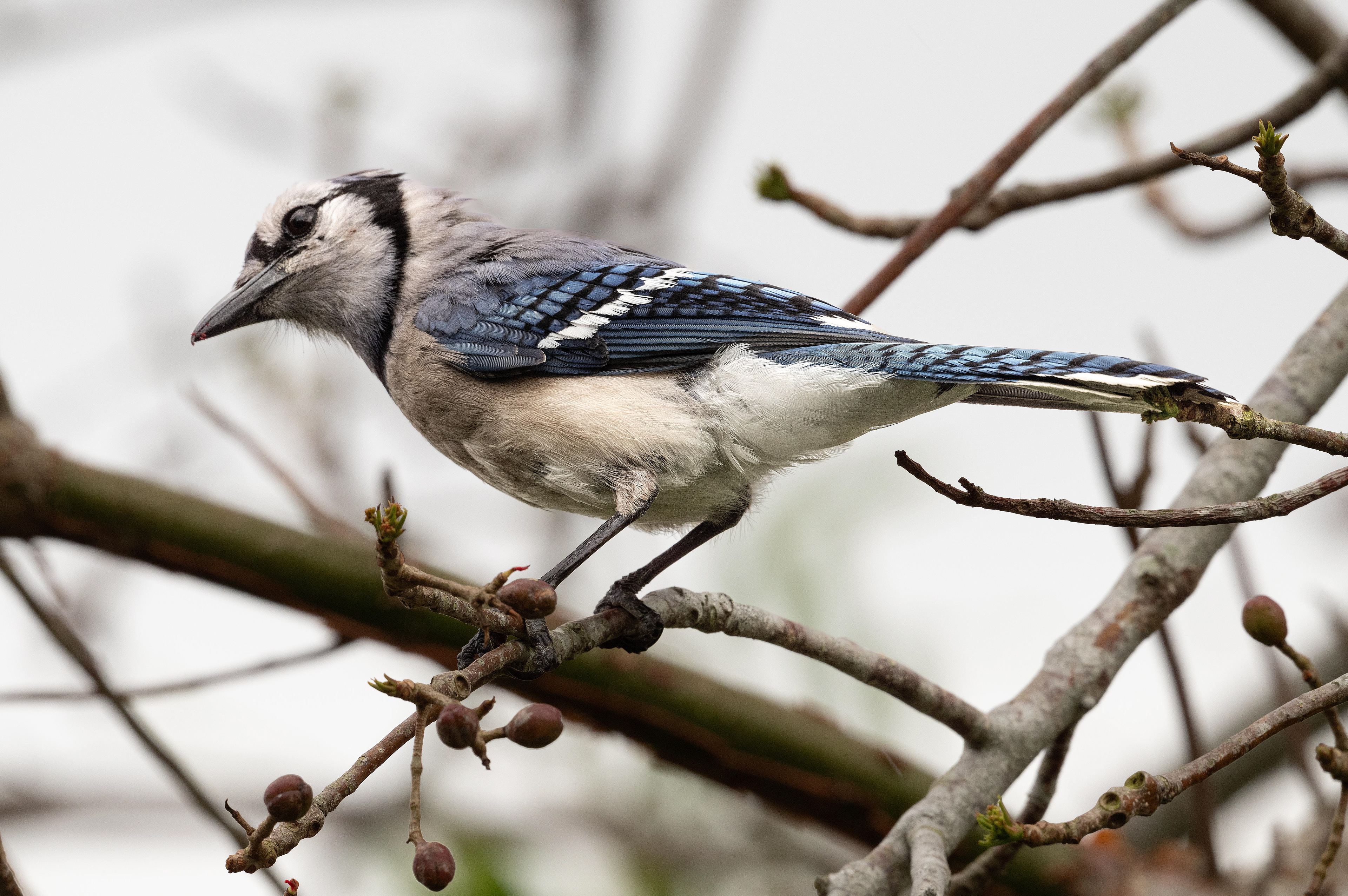 Blue Jay