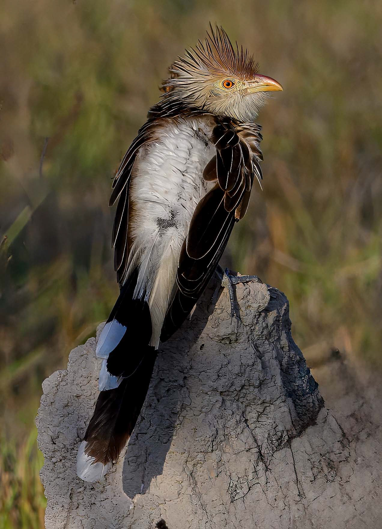 Guira Cuckoo