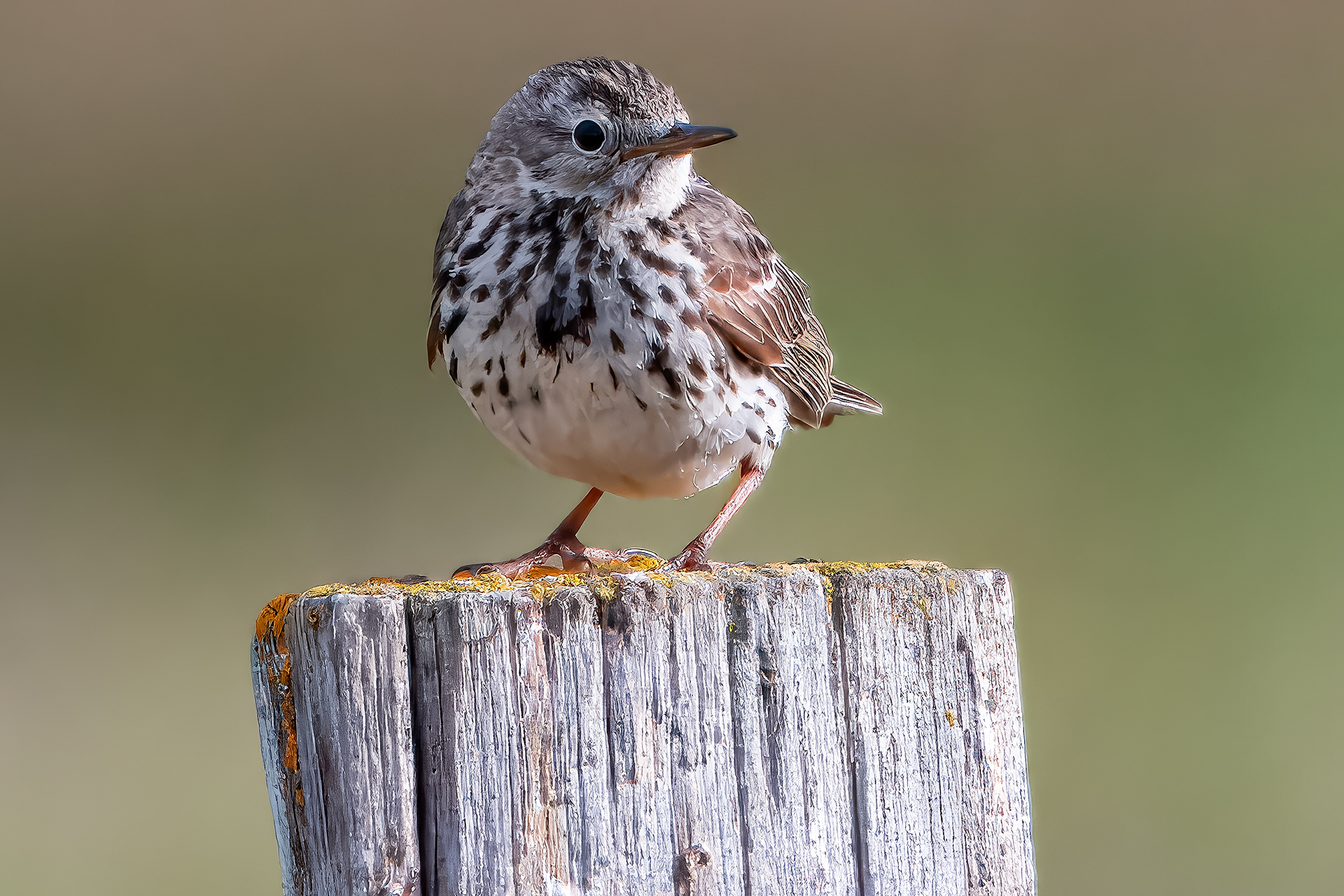 Meadow Pipit