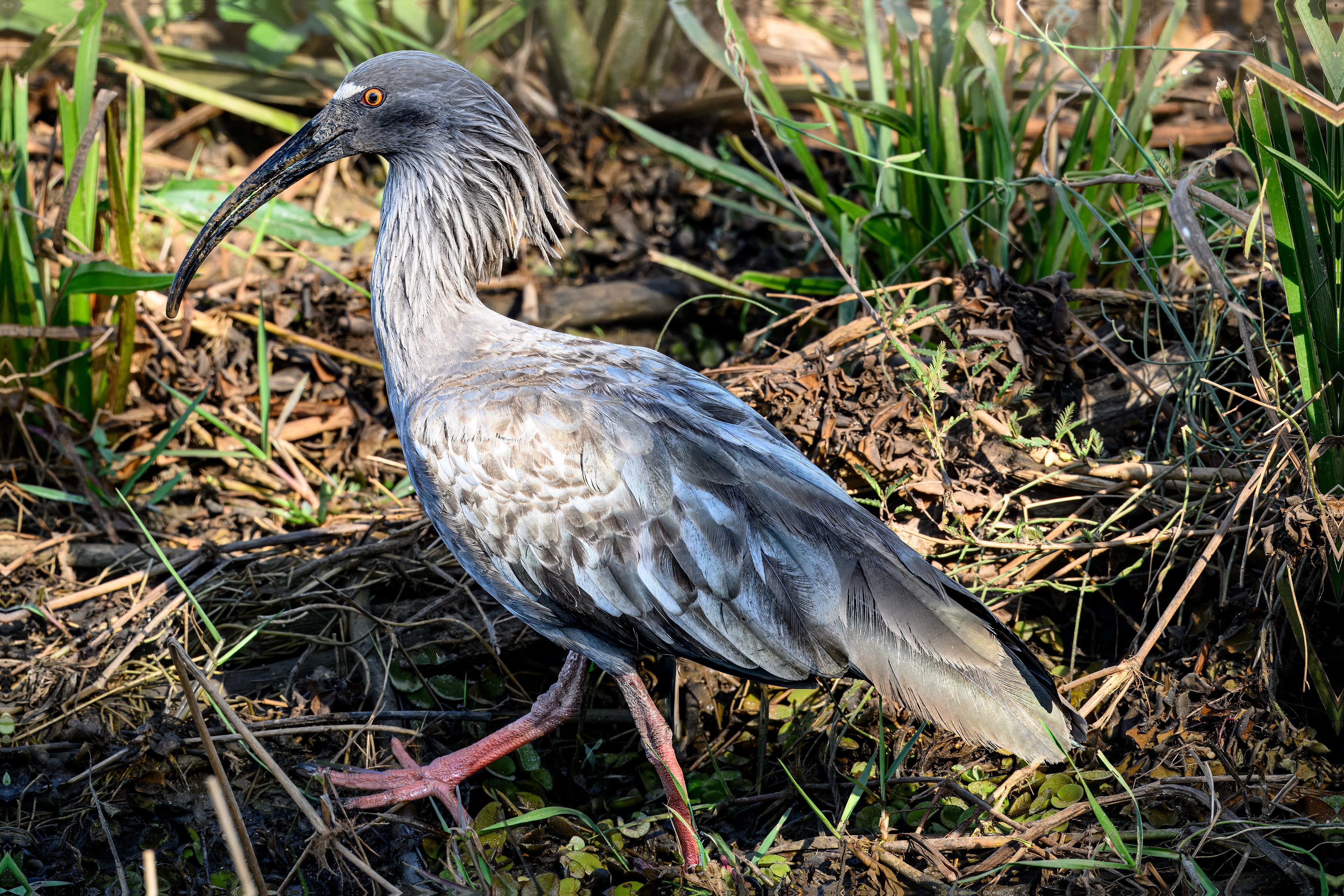 Plumbeous Ibis