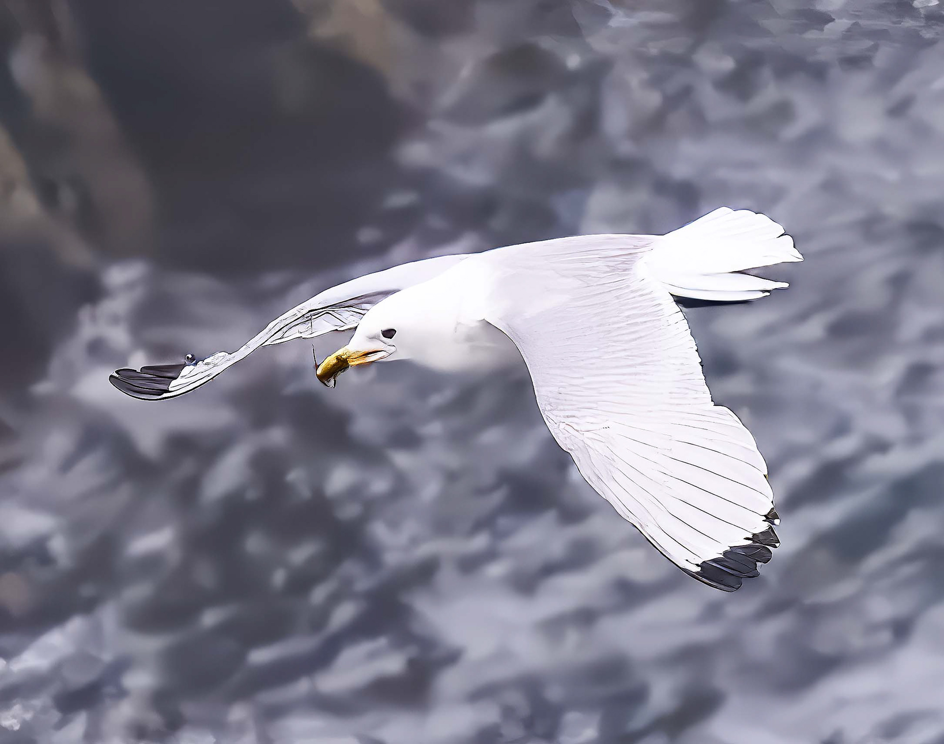 Black-Legged Kittiwake