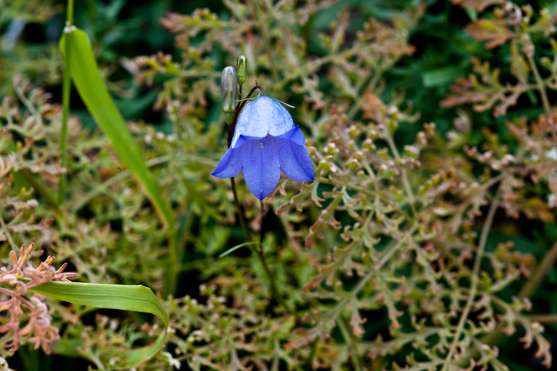 Harebell (Campanula rotundifolia)