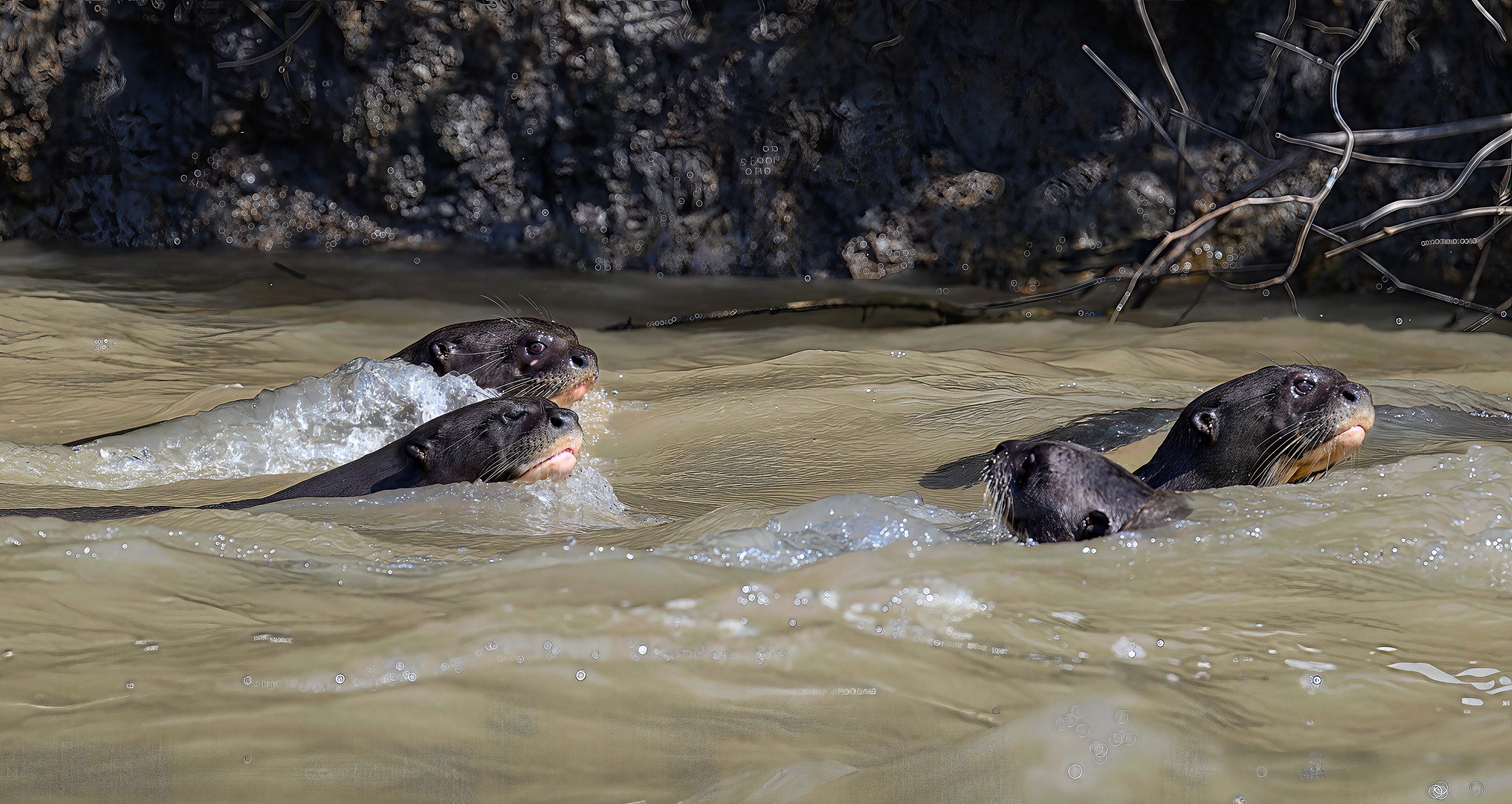 Giant River Otter