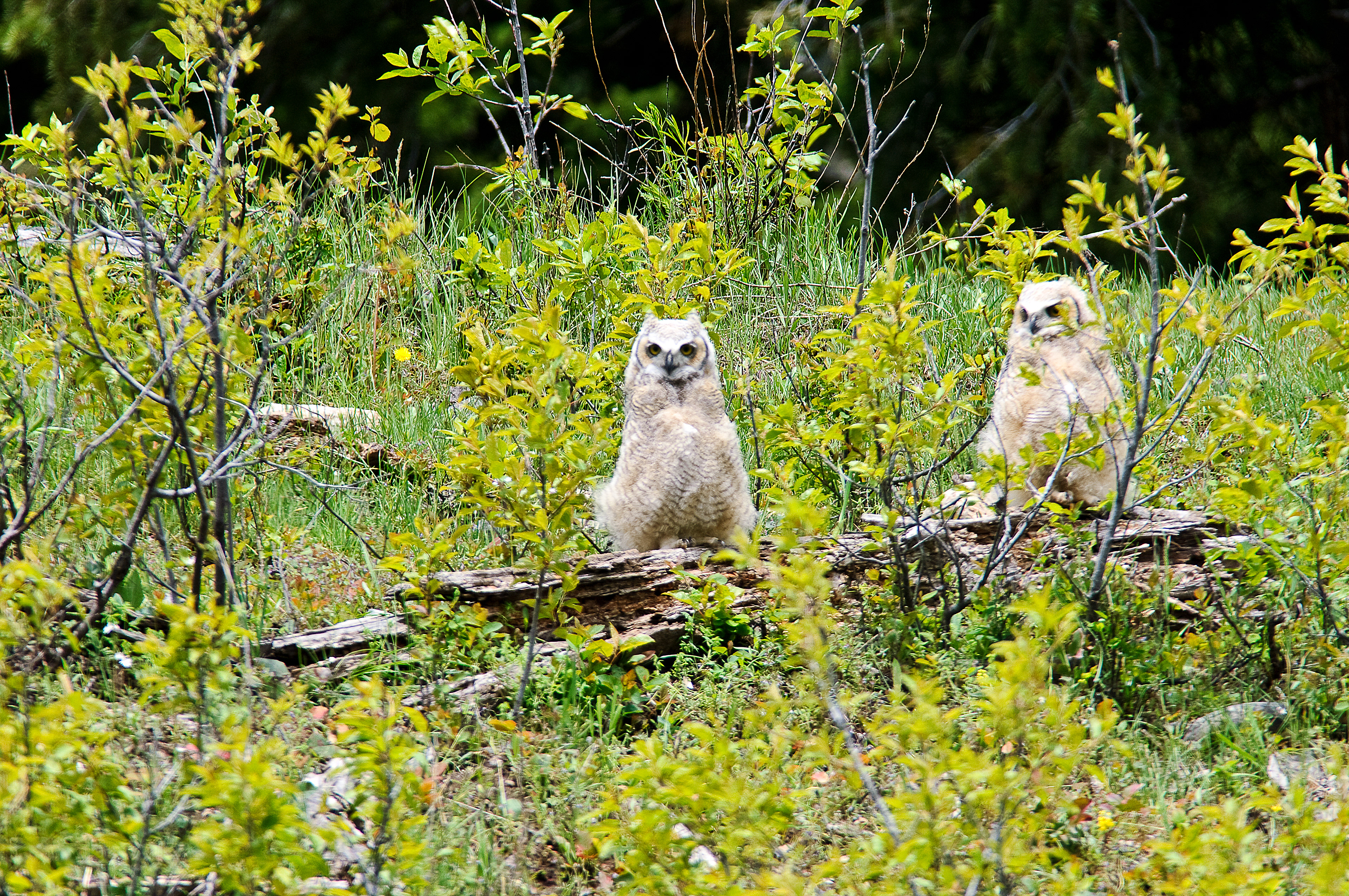 Great Horned Owl Chicks