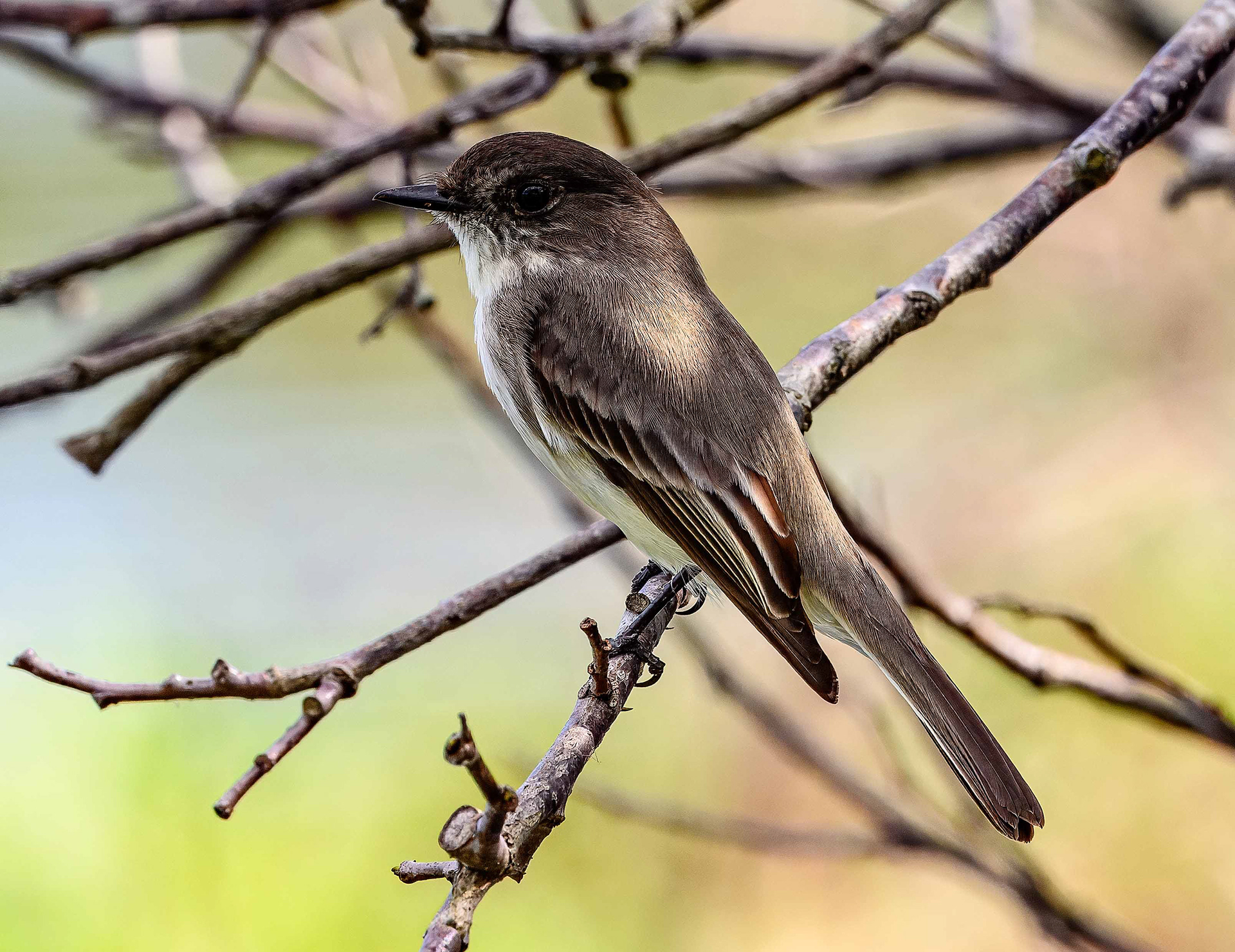 Eastern Phoebe