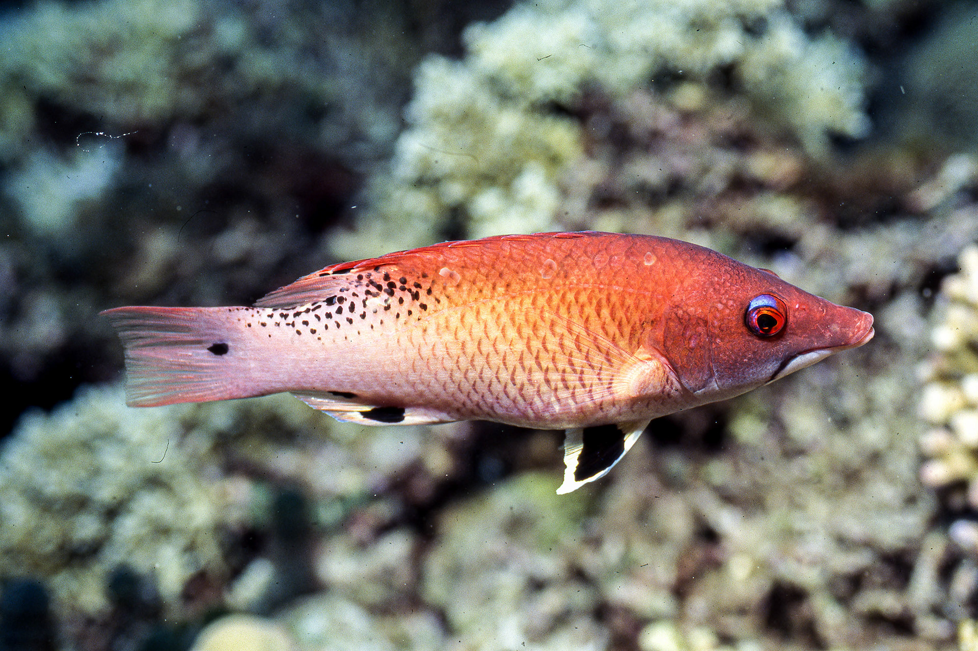 Redfin Hogfish