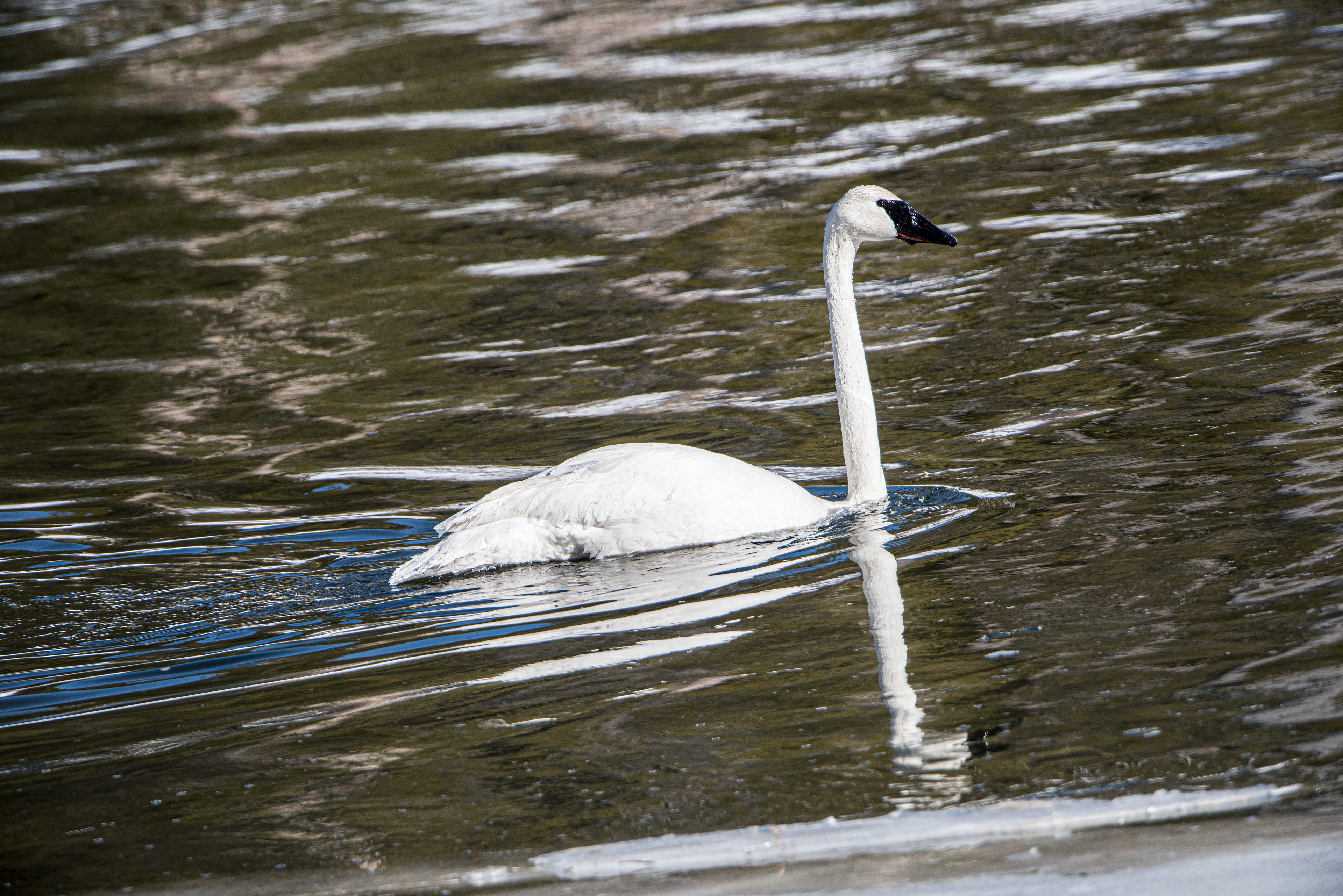 Trumpeter Swan