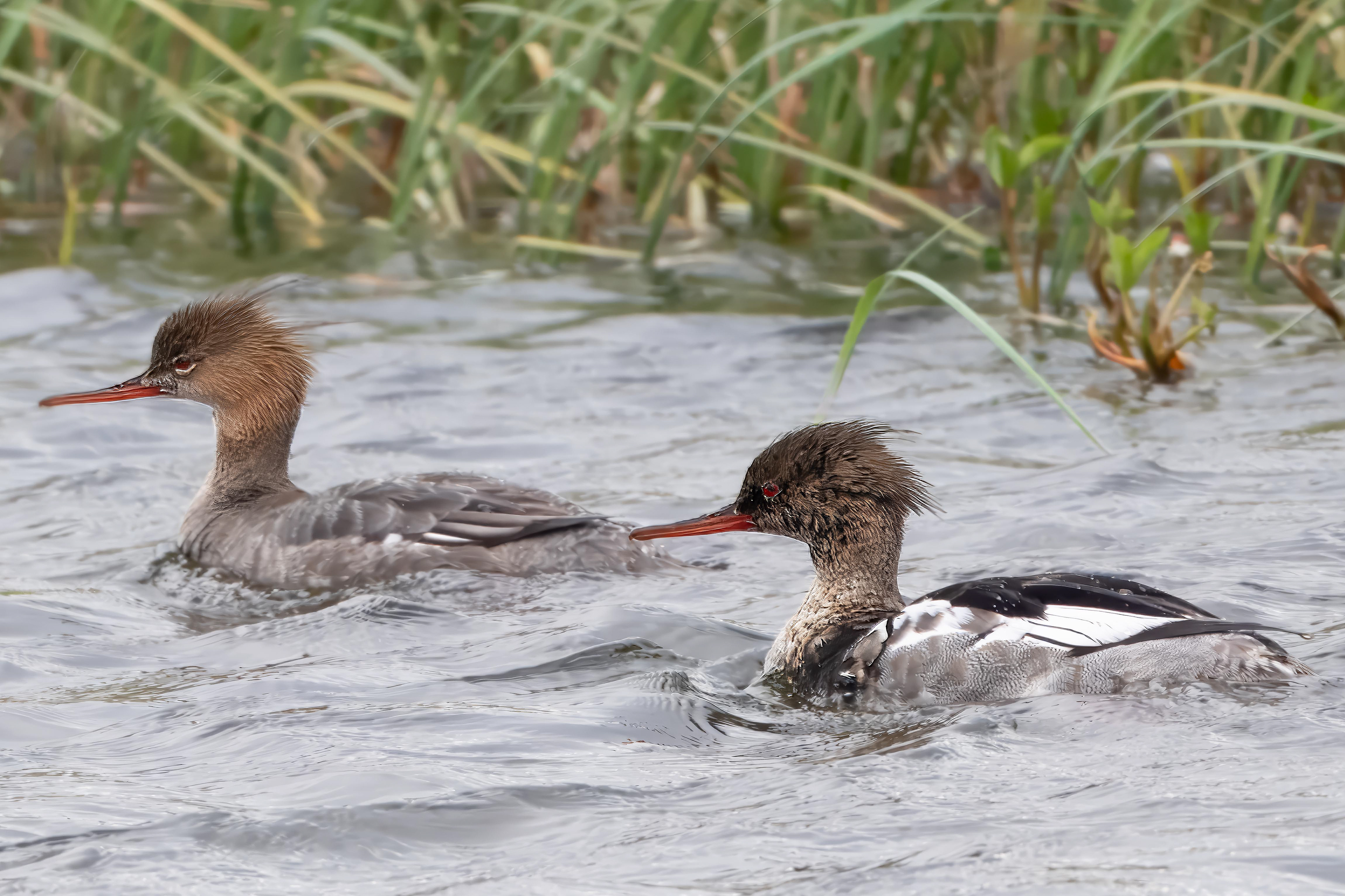 Red-Breasted Merganser