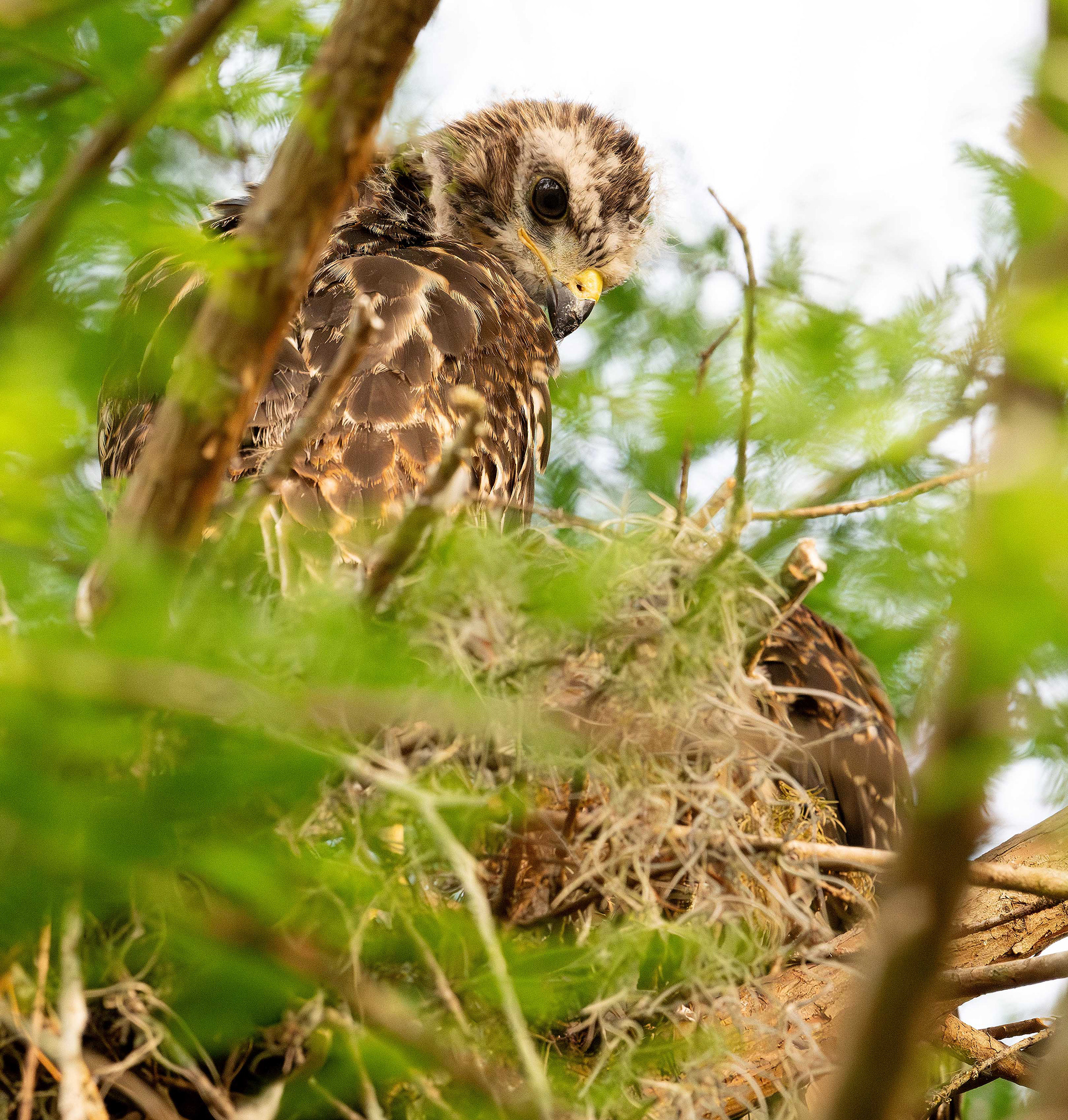 Chicks Red Shoulder Hawk