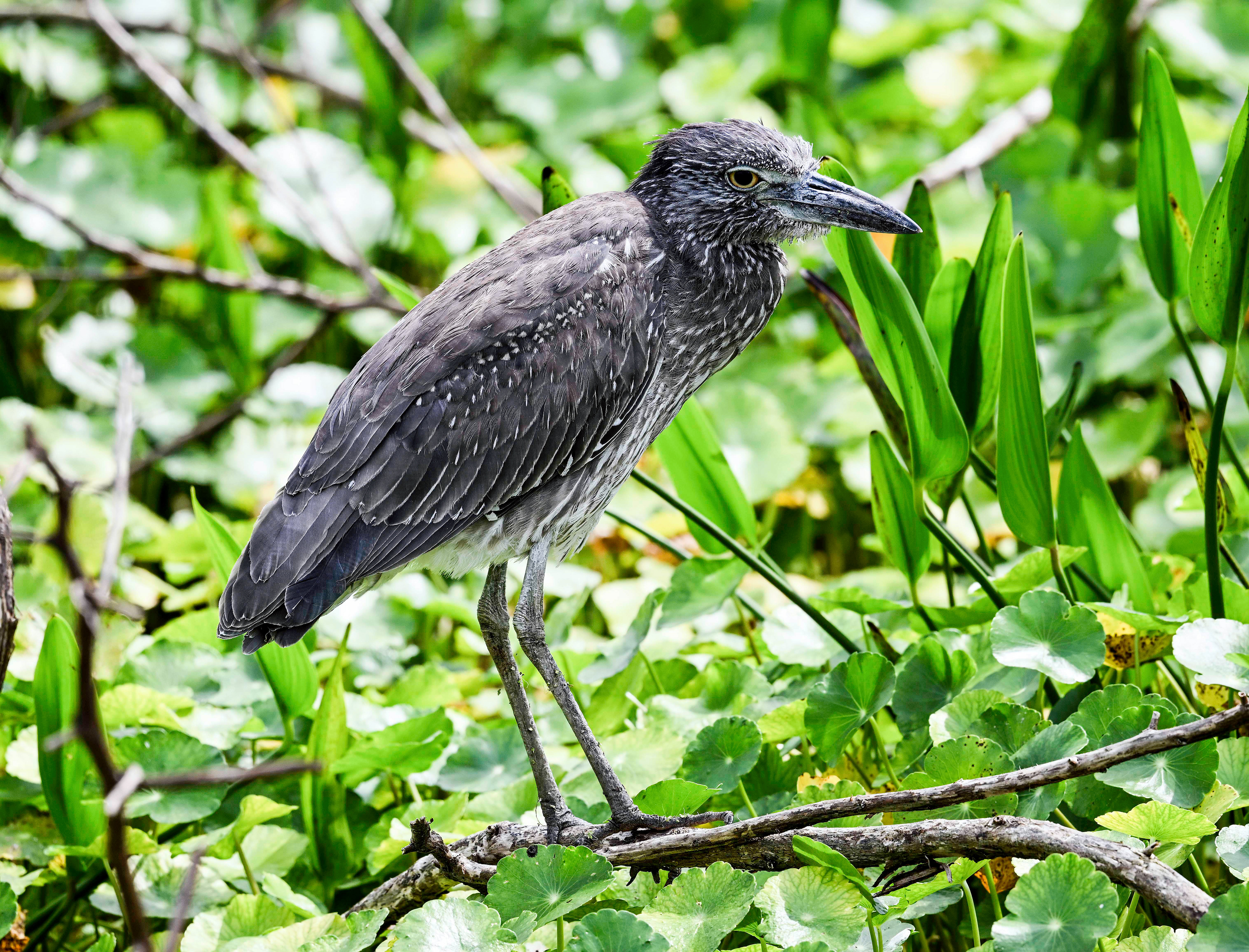 Yellow -crowned Night Heron Juvenile