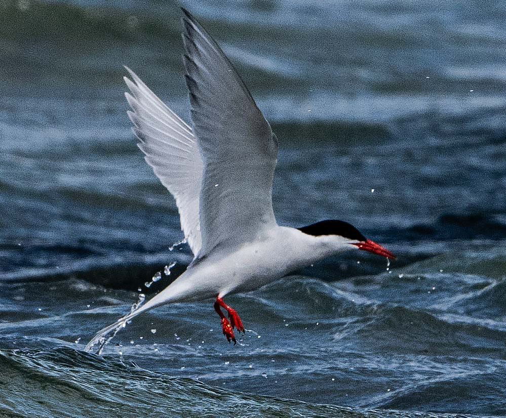Antartic Tern