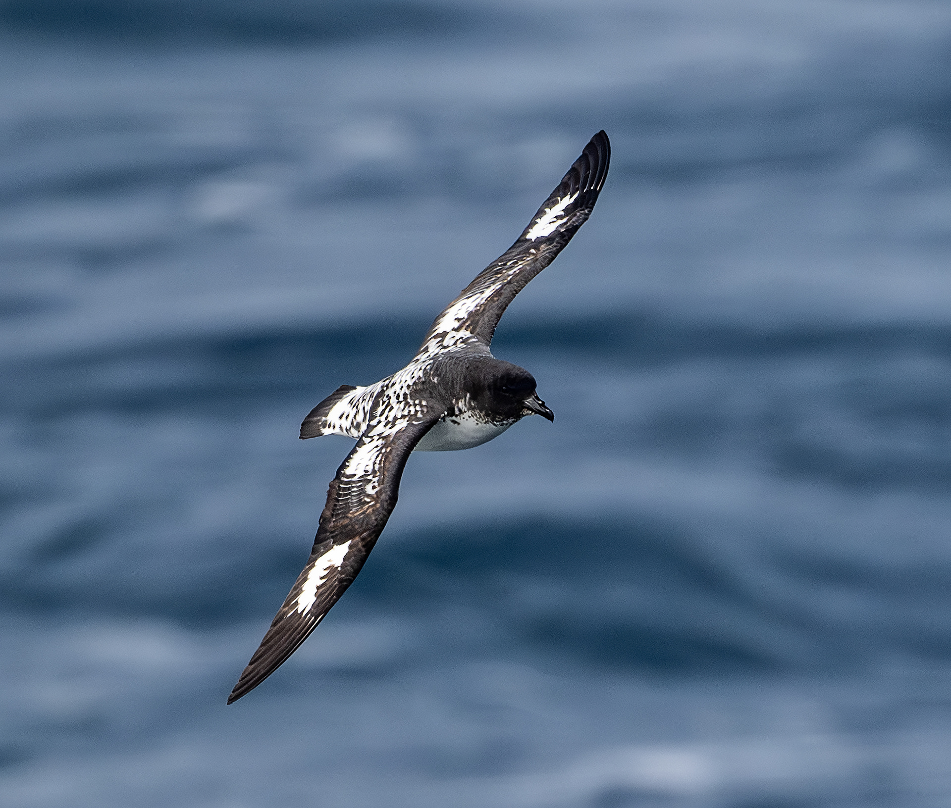 Cape Petrel