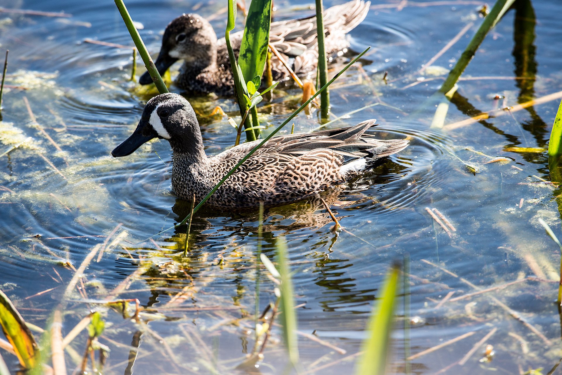Blue-Winged Teal