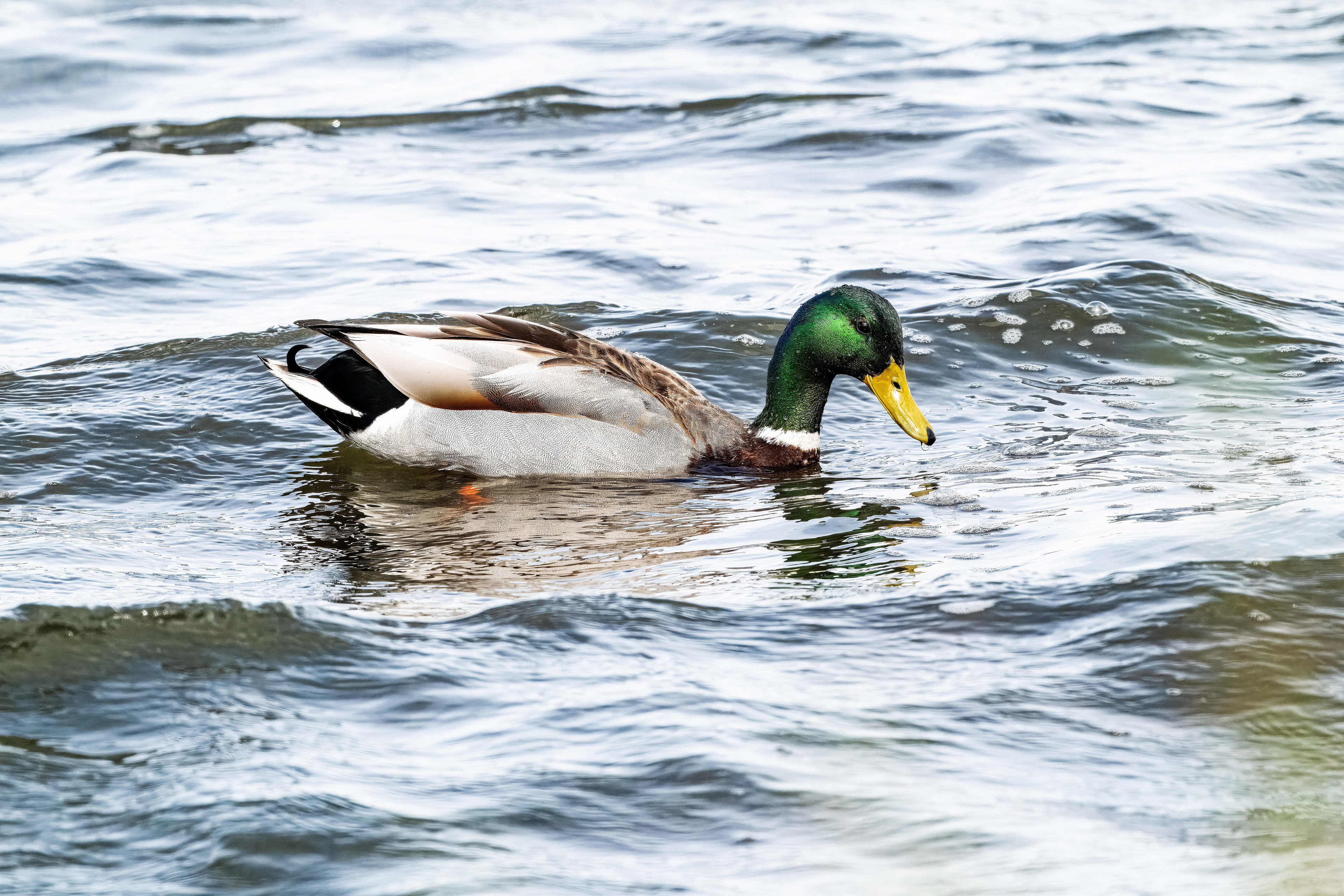 Mallard Male