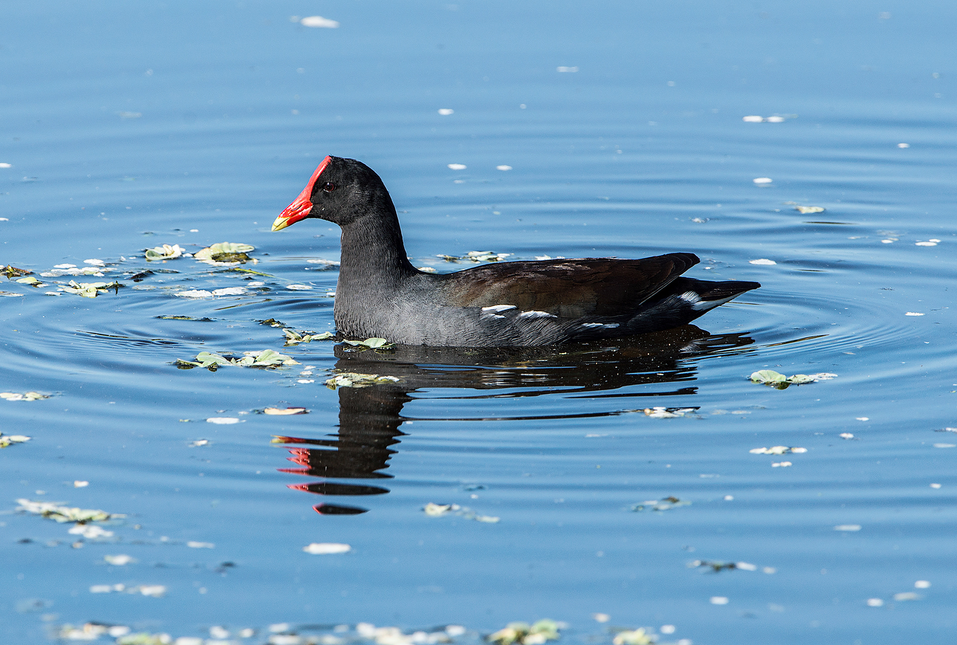Common Moorhen