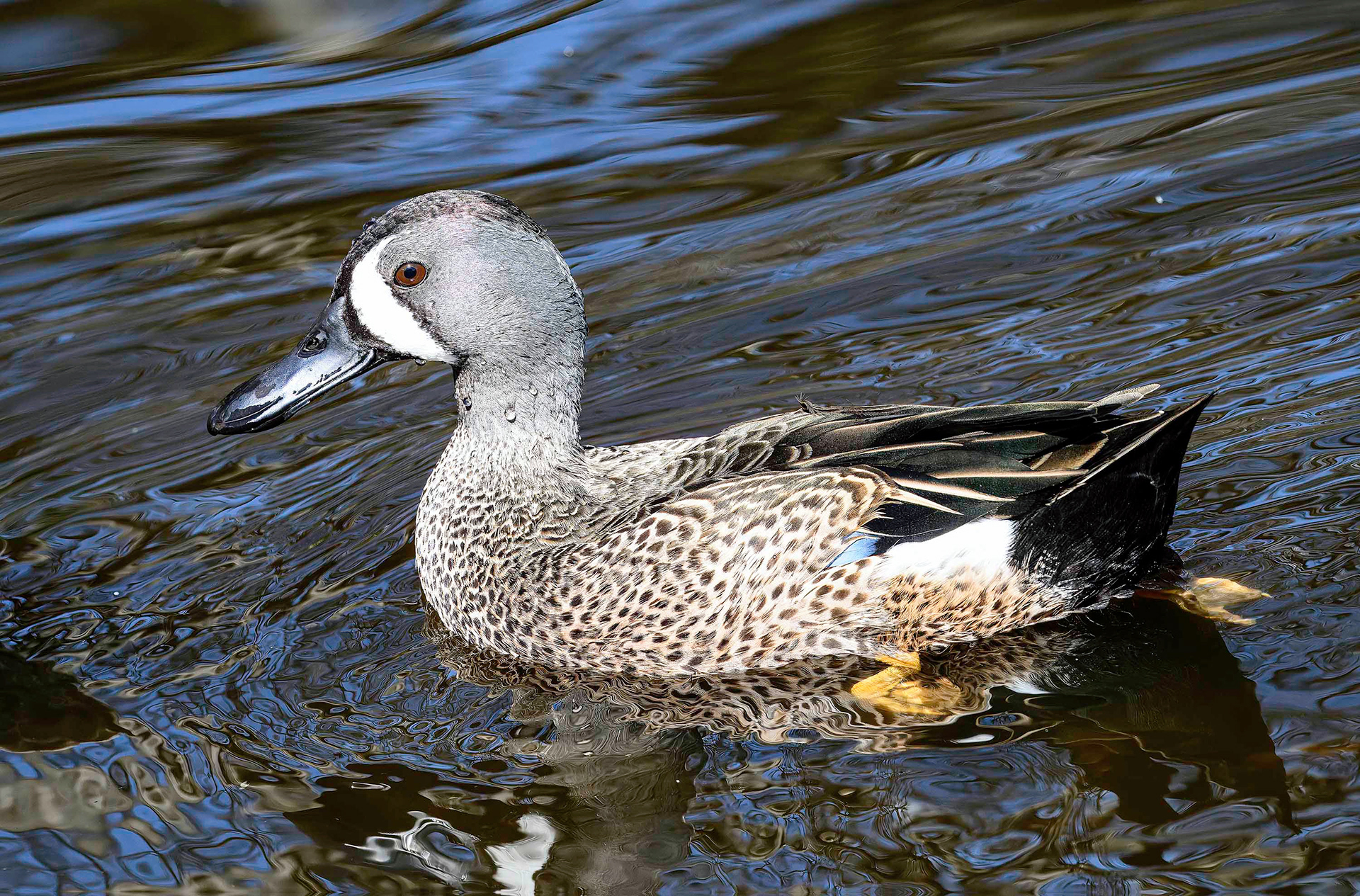 Blue-winged Teal