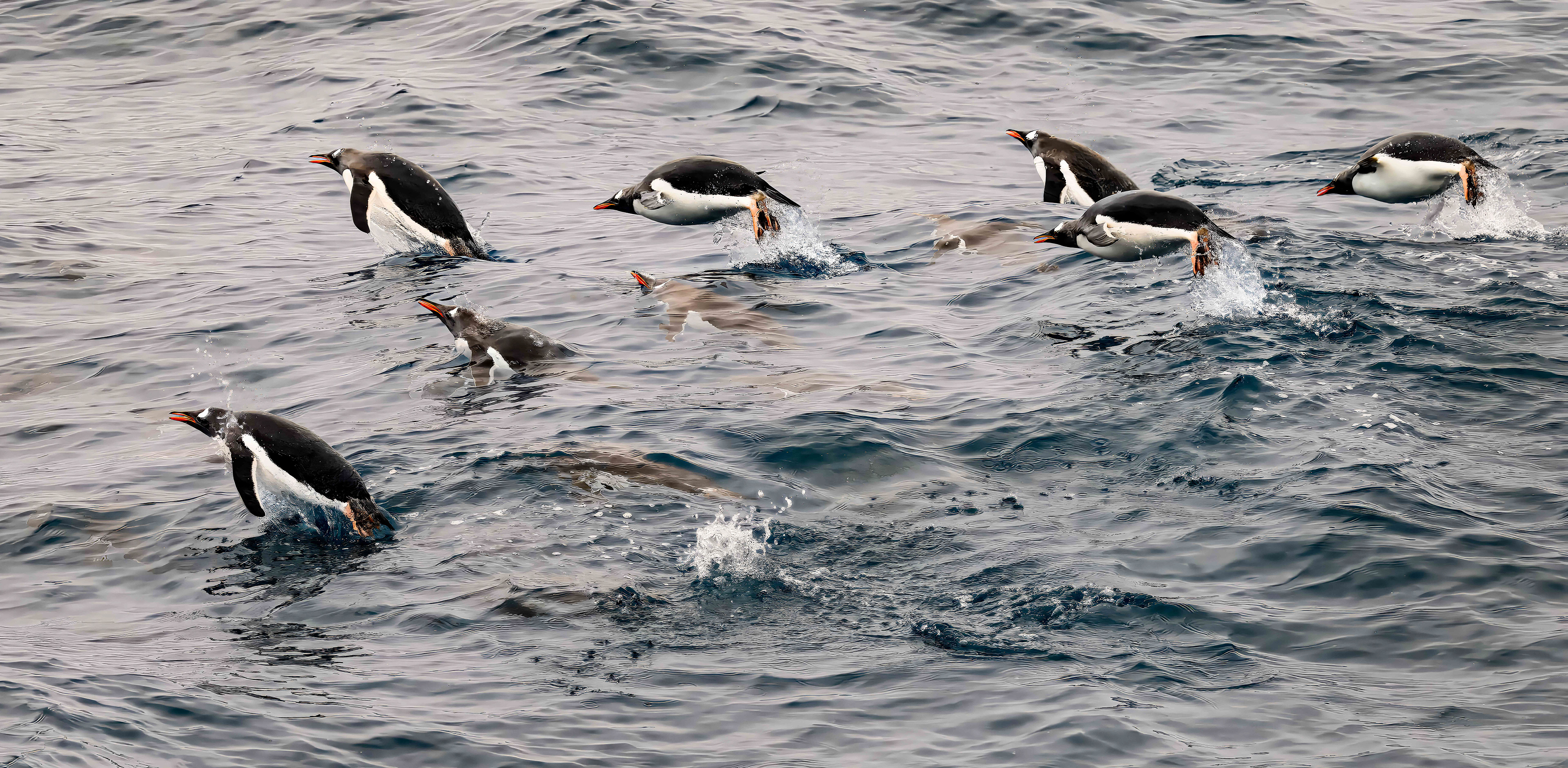 Gentoo Penguins