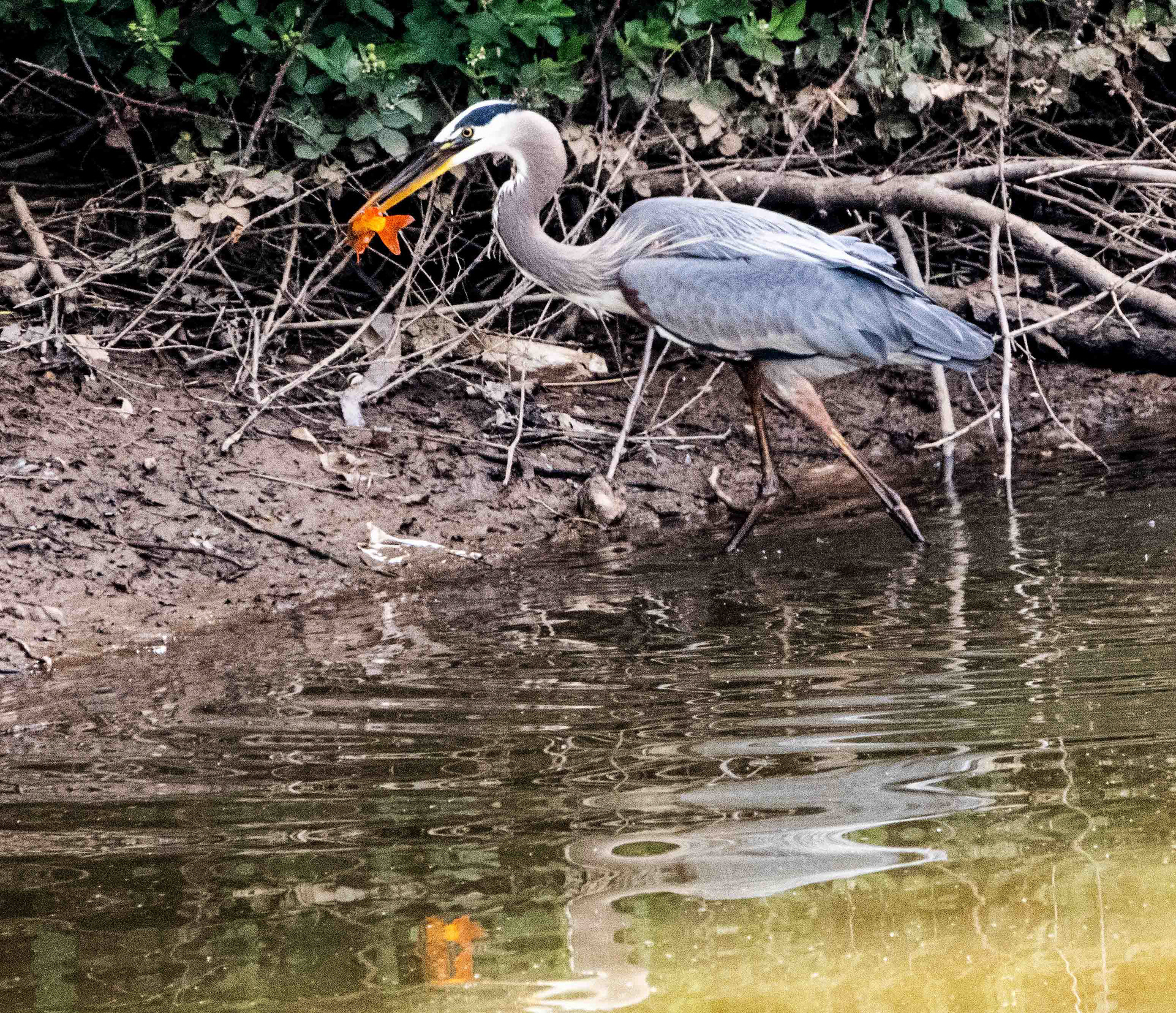 Great Blue Heron with Lunch