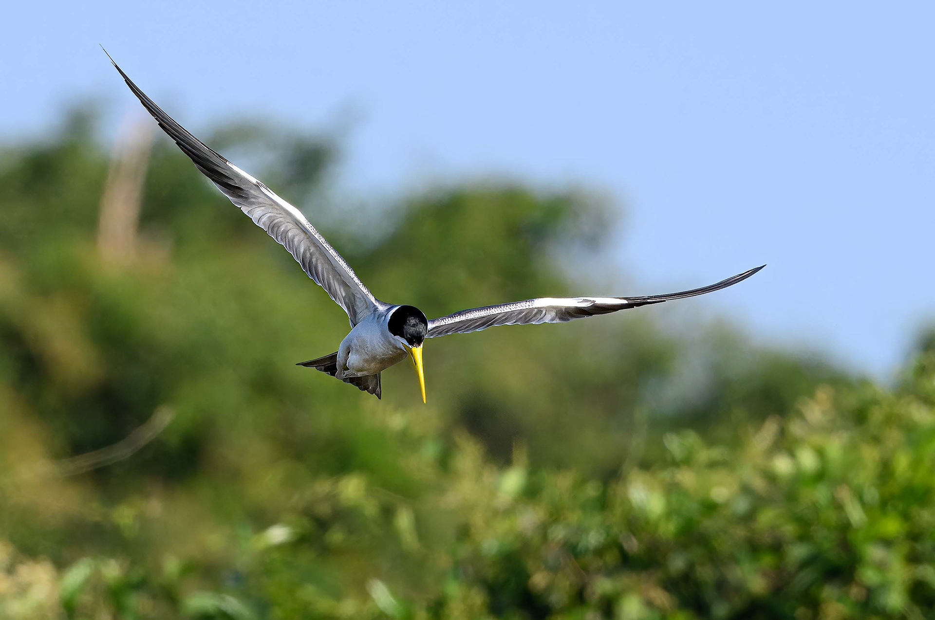 Yellow-Billed Tern