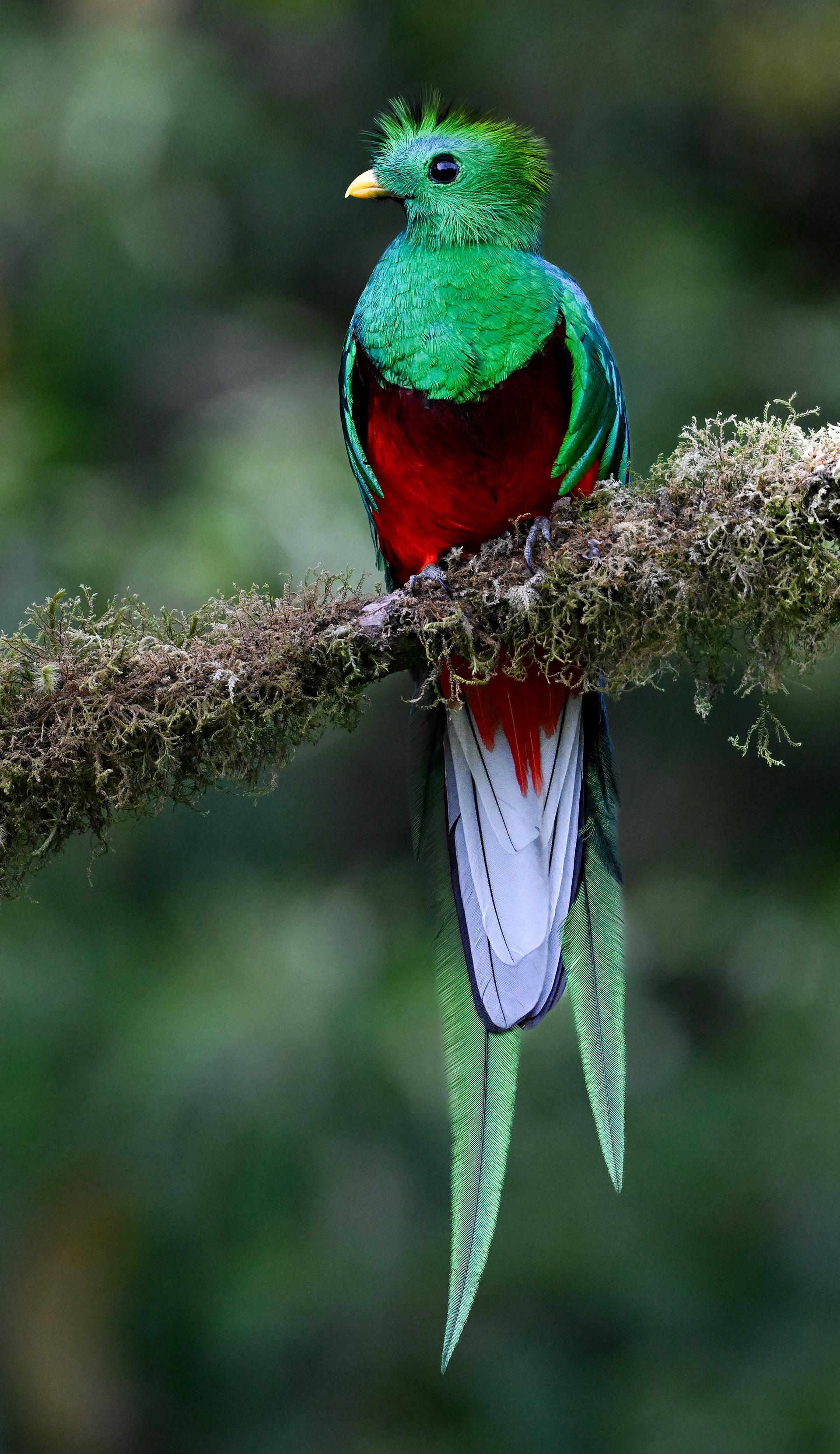 Resplendent Quetzal