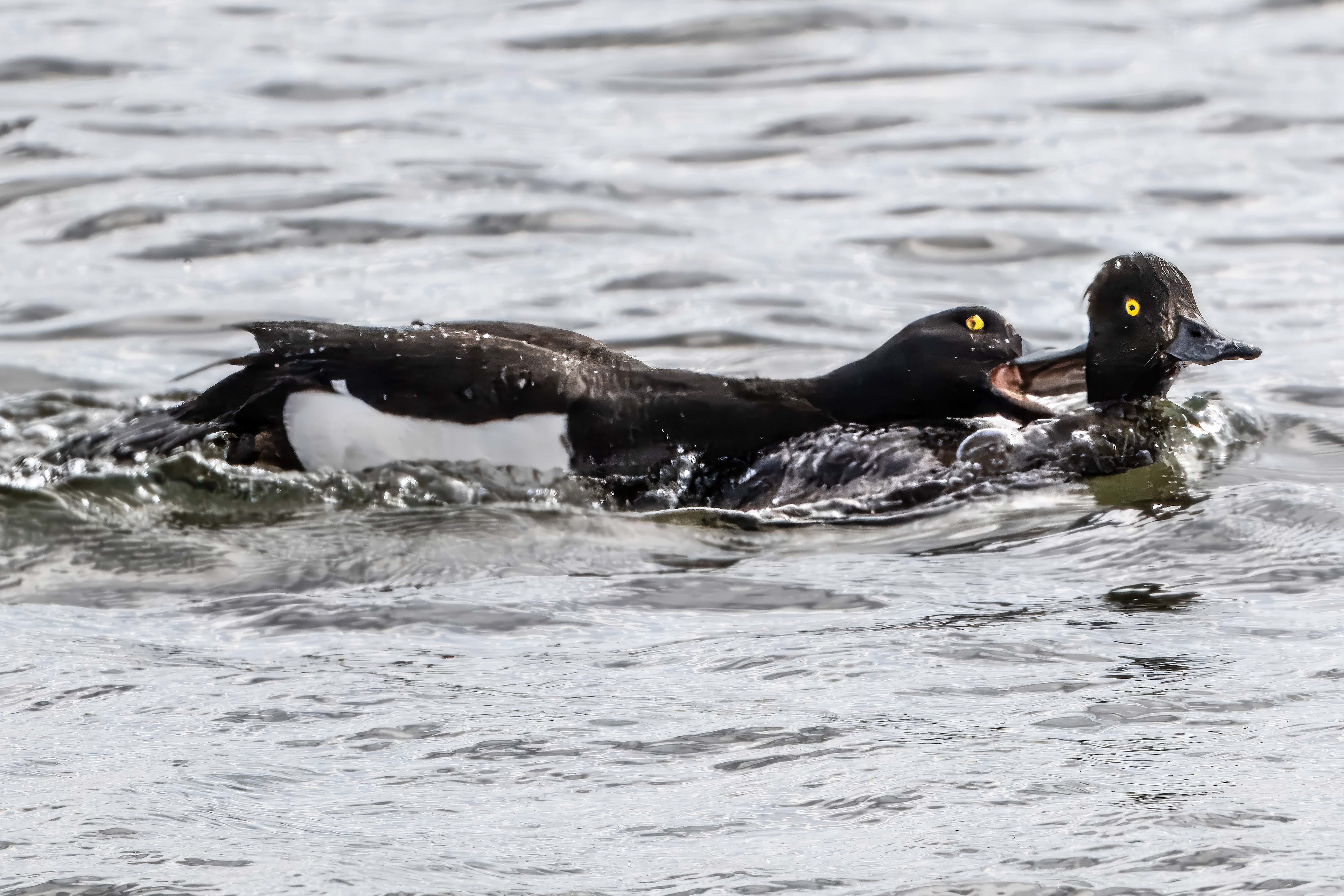 Mating Behavior
