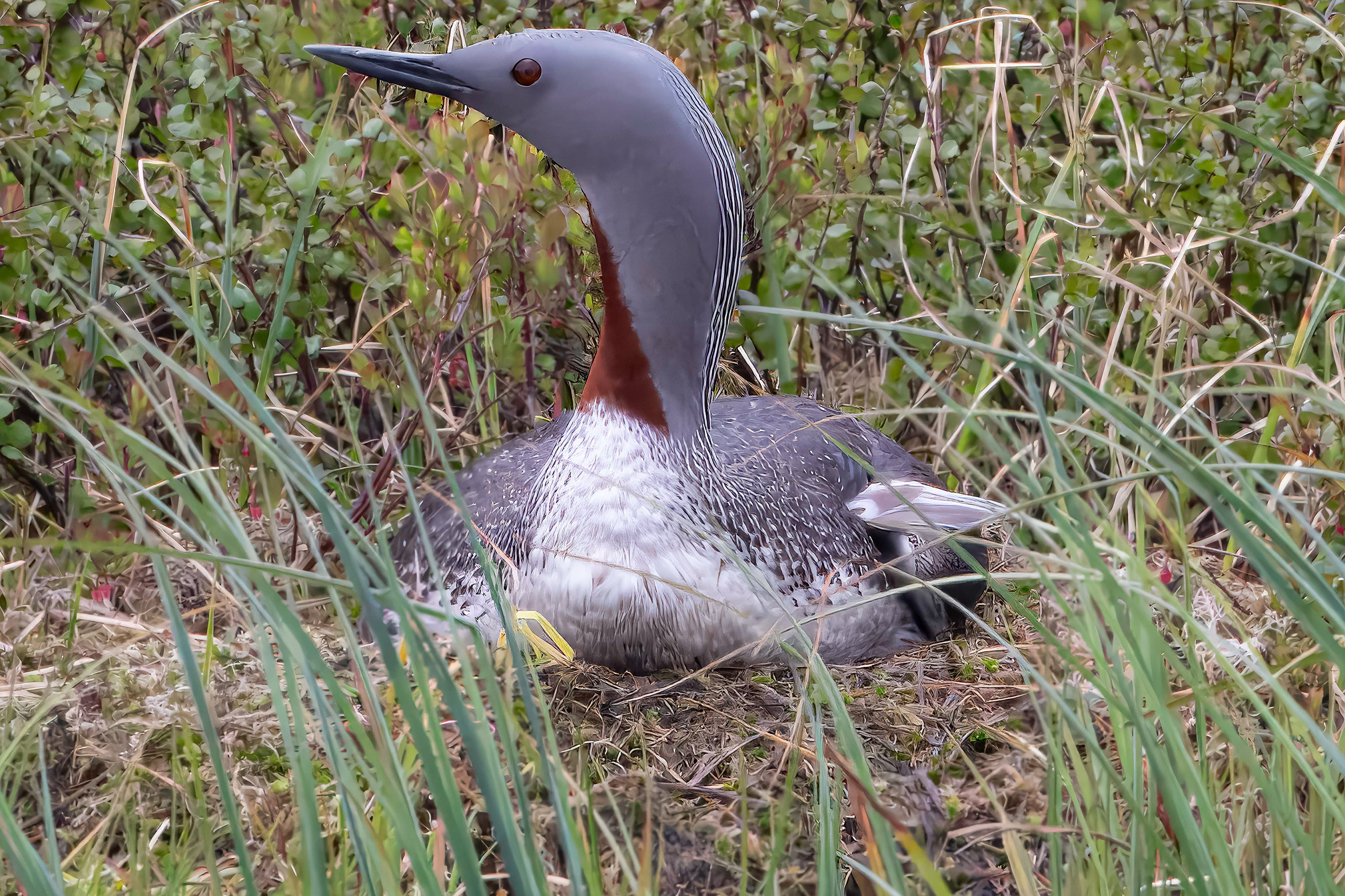 Red Throated Diver (Loon)