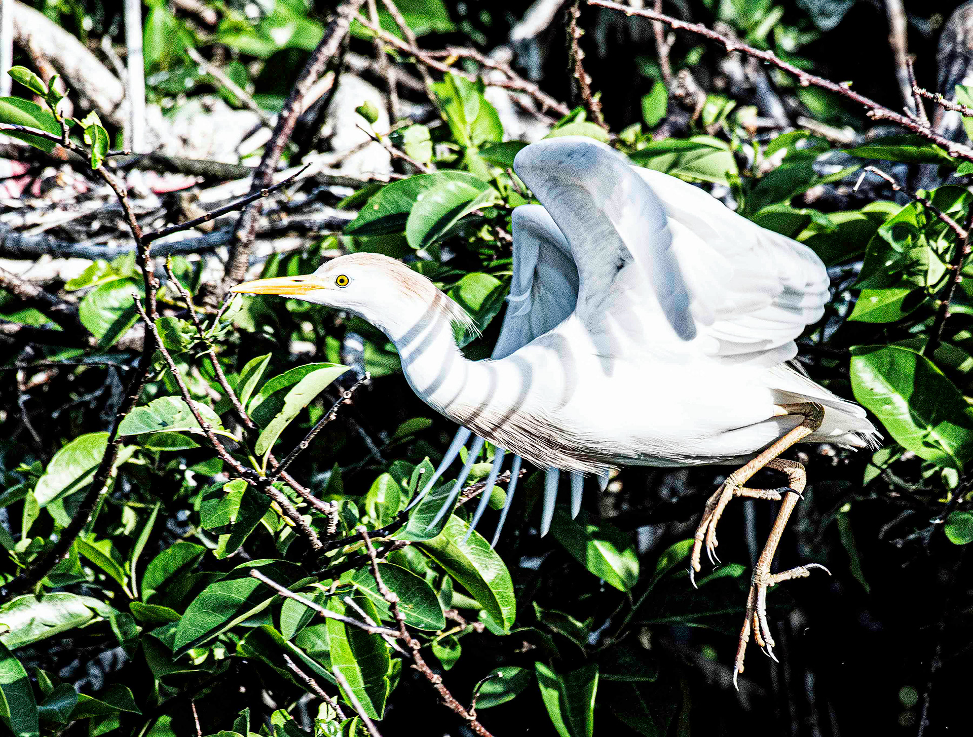 Cattle Egret