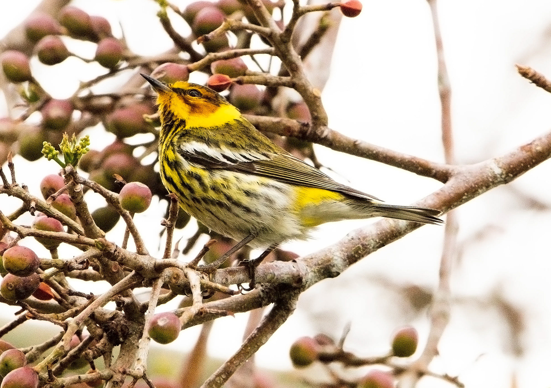 Cape May Warbler (Breeding Male)