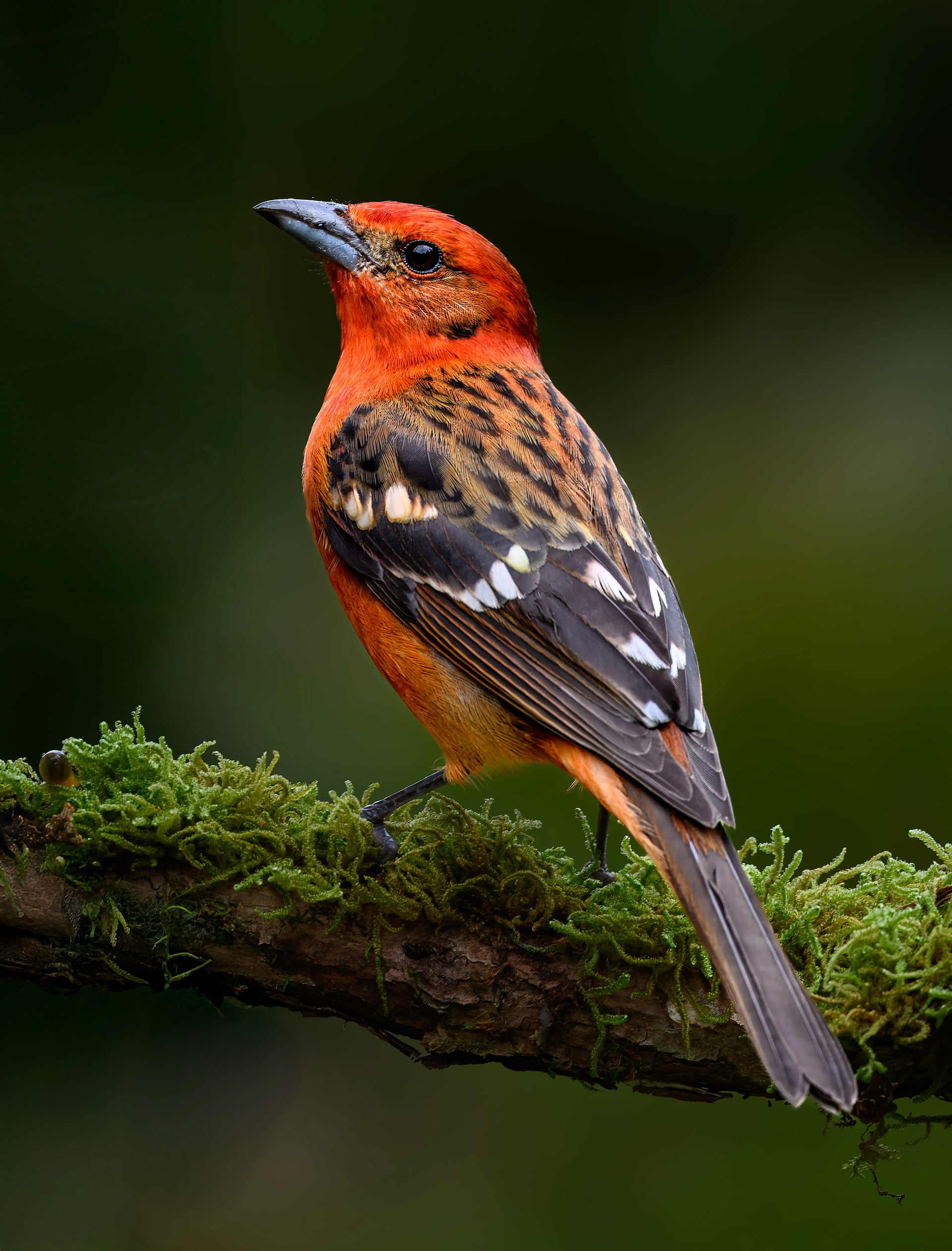Flame-colored Tanager