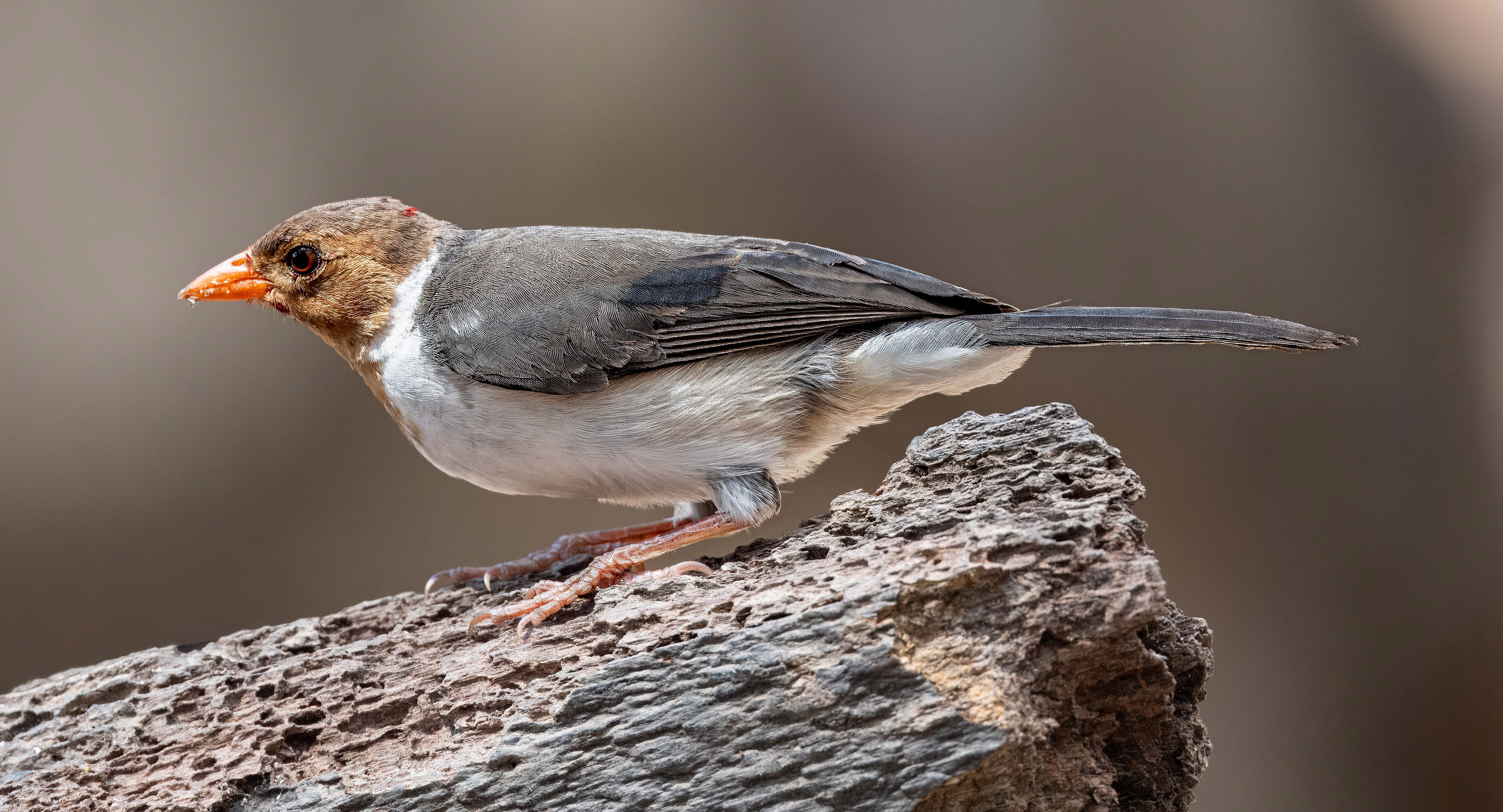 Yellow-billed Cardinal (female)