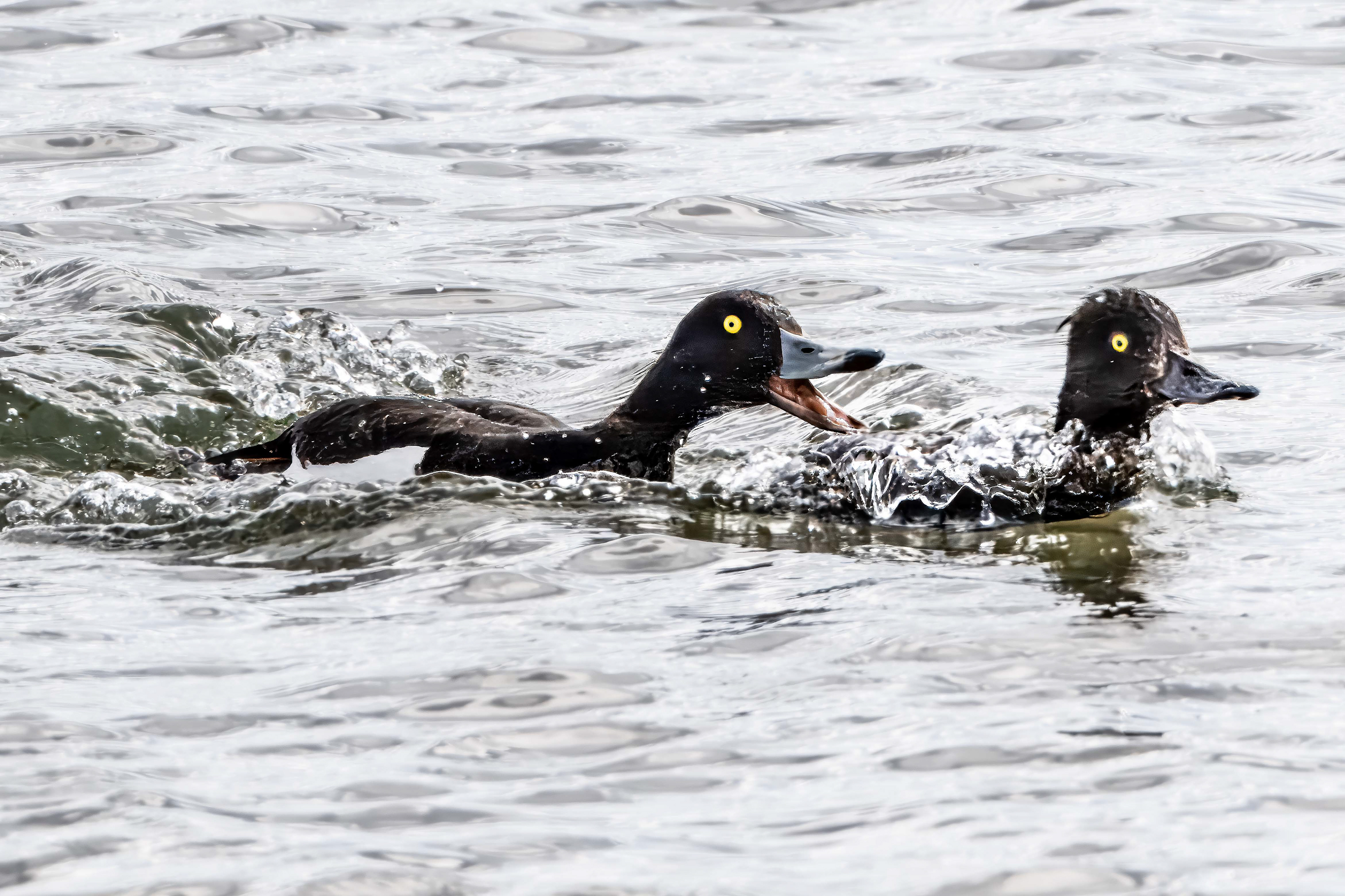 Mating Behavior