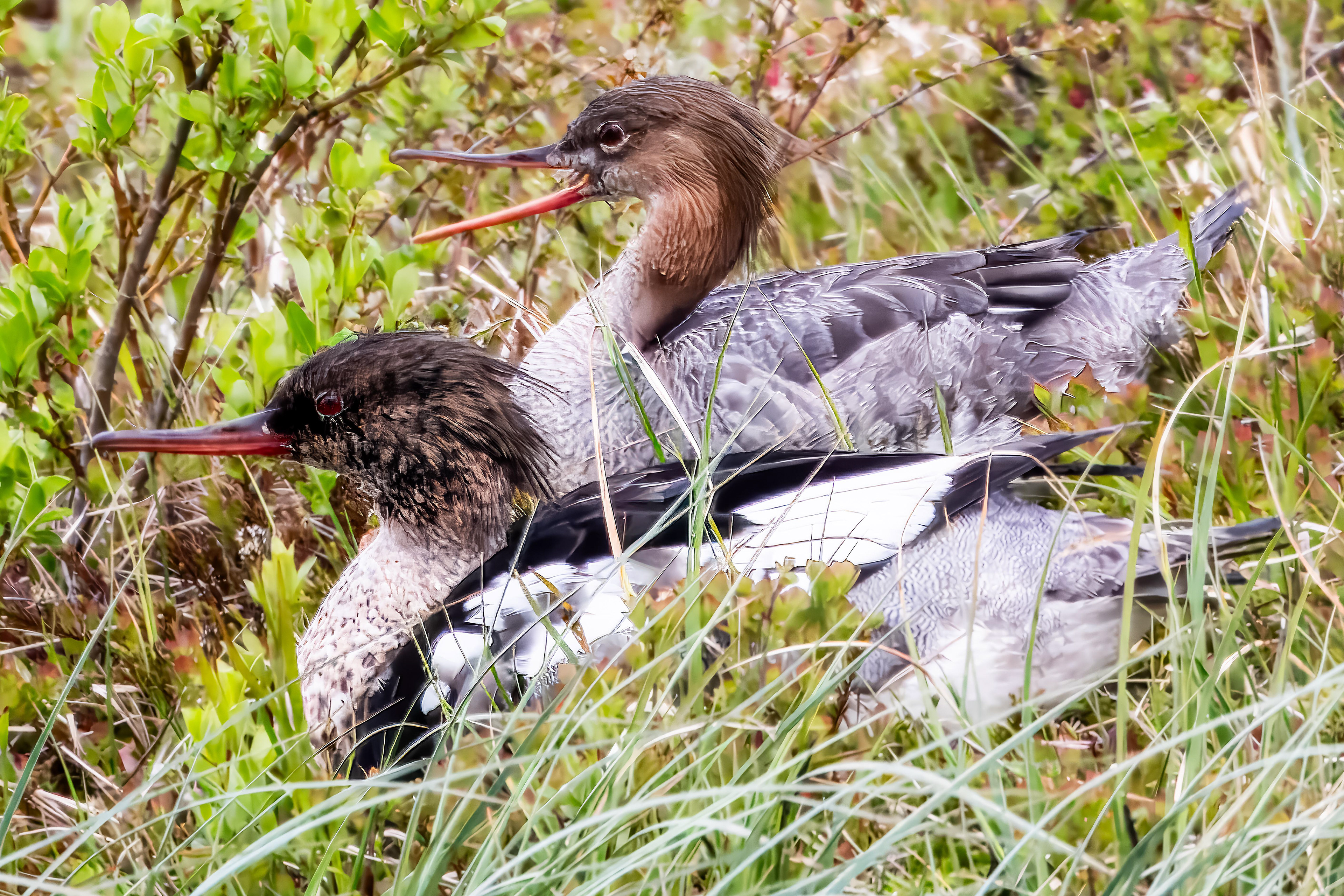 Red-Breasted Merganser
