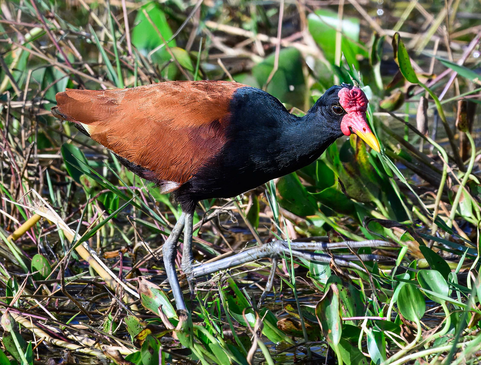 Wattled Jacana