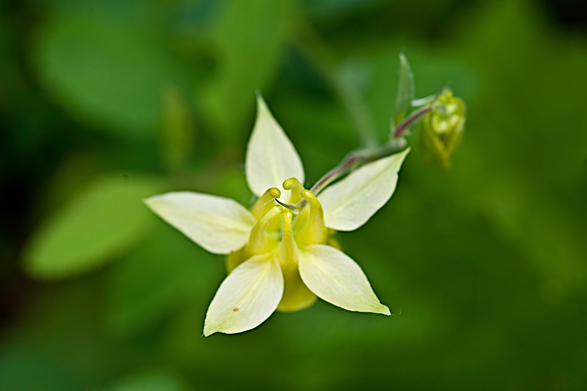 Yellow Columbine (Aquilegia flavescens)