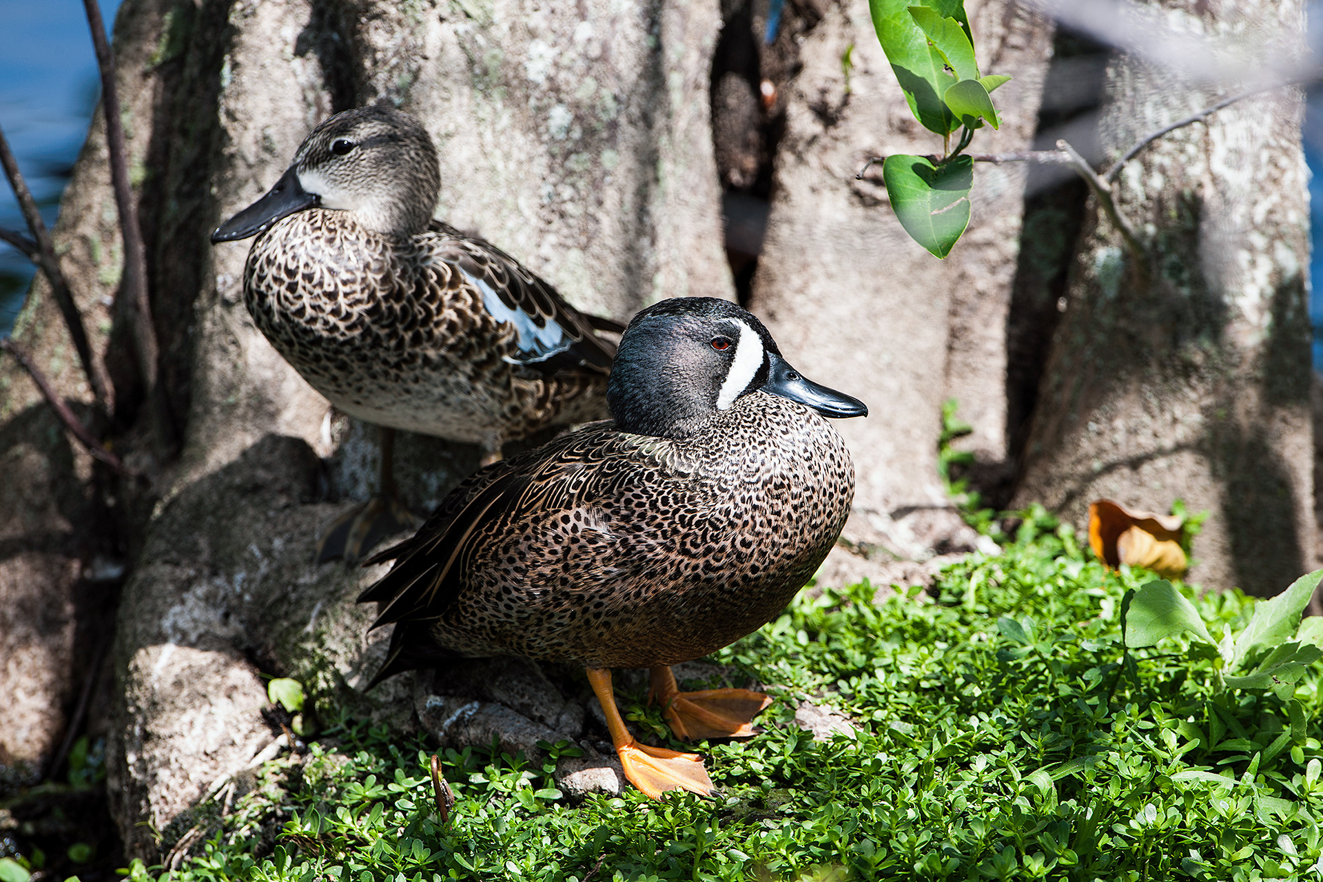Blue-winged Teal